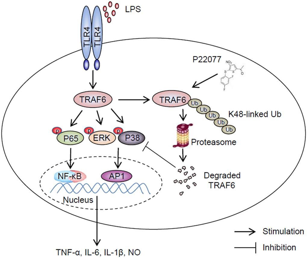 Schematic of the anti-inflammatory mechanism of P22077. P22077 promotes K48-linked ubiquitination and degradation of TRAF6, and subsequently inhibits the LPS-induced NF-κB and MAPKs pathway to alleviate inflammation.