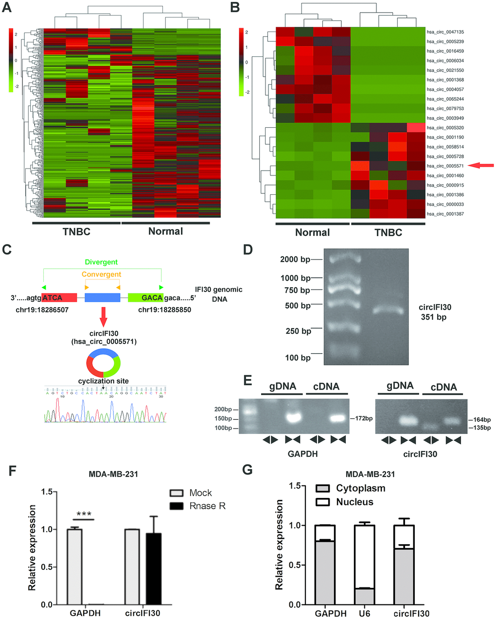 Expression profile of circRNA in TNBC and para-carcinoma tissues by RNA sequencing and characterization of circIFI30. (A) Hierarchical cluster analysis of all target circRNAs in the TNBC and matched para-carcinoma tissues was shown. Each column represents a sample and each row represents a circRNA. Red strip represents high relative expression and green strip represents low relative expression. (B) The cluster heat map showed the top 10 up-regulated and down-regulated circRNAs. (C) The genomic locus of the circIFI30 and the back-spliced junction of circIFI30 were indicated, the back-splice junction sequence was validated by Sanger sequencing. (D) PCR product of circIFI30 was confirmed by agarose gel electrophoresis. (E) CircIFI30, linear IFI30 and GAPDH were amplified from cDNA or gDNA in MDA-MB-231 cells with divergent and convergent primers, respectively. Divergent primers amplified circIFI30 in cDNA but not genomic DNA (gDNA). (F) RNase R treatment was used to evaluate the exonuclease resistance of circIFI30 in MDA-MB-231 cells. GAPDH was measured as a control. (G) Nuclear-cytoplasmic fractionation assay showed that circIFI30 was mainly localized in the cytoplasm of MDA-MB-231 cells. GAPDH was considered as a cytoplasmic control. U6 was used as a nuclear control.