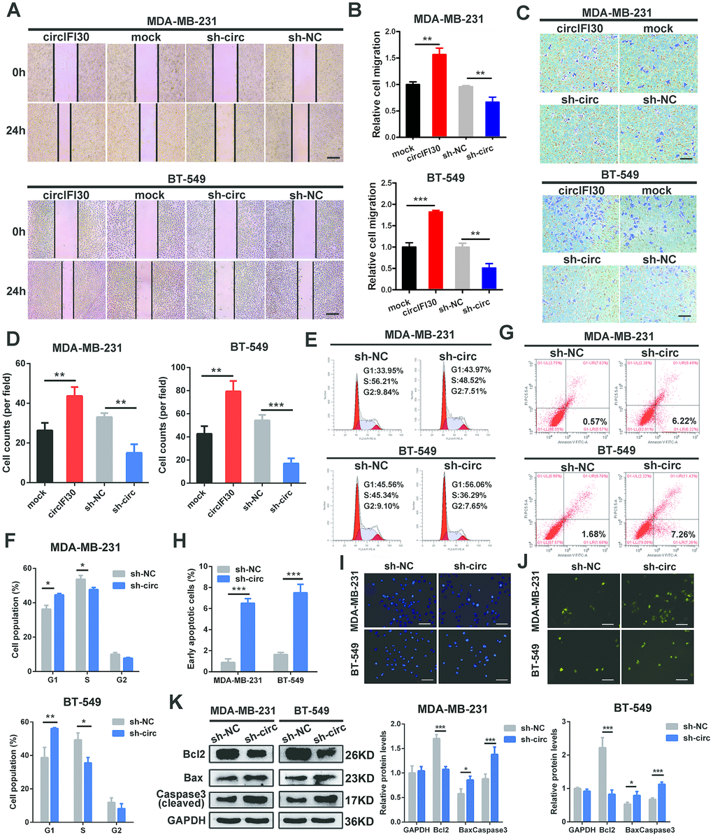 circIFI30 increases TNBC cell migration and invasion and modulates cell cycle and apoptosis. (A, B) The cell migration capacity was detected by wound healing assay after transfection with indicated vectors (magnification, × 50). Scale bar, 200 μm. (C, D) The cell invasion ability was determined by transwell assay after overexpression or knockdown of circIFI30 (magnification, × 100). Scale bar, 100 μm. (E, F) The cell cycle progression was analyzed by flow cytometry after transfected with indicated plasmids. (G, H) The apoptosis rate detected by flow cytometry after downregulation of circIFI30. (I, J) The apoptotic cells were observed by Hoechst 33342 (magnification, ×100, scale bar, 100 μm) and TUNEL staining (magnification, × 100, scale bar, 100 μm) assays after knockdown of circIFI30. (K) The expression levels of apoptosis-related proteins were determined by western blot. Data were showed as mean ± SD, *P P 