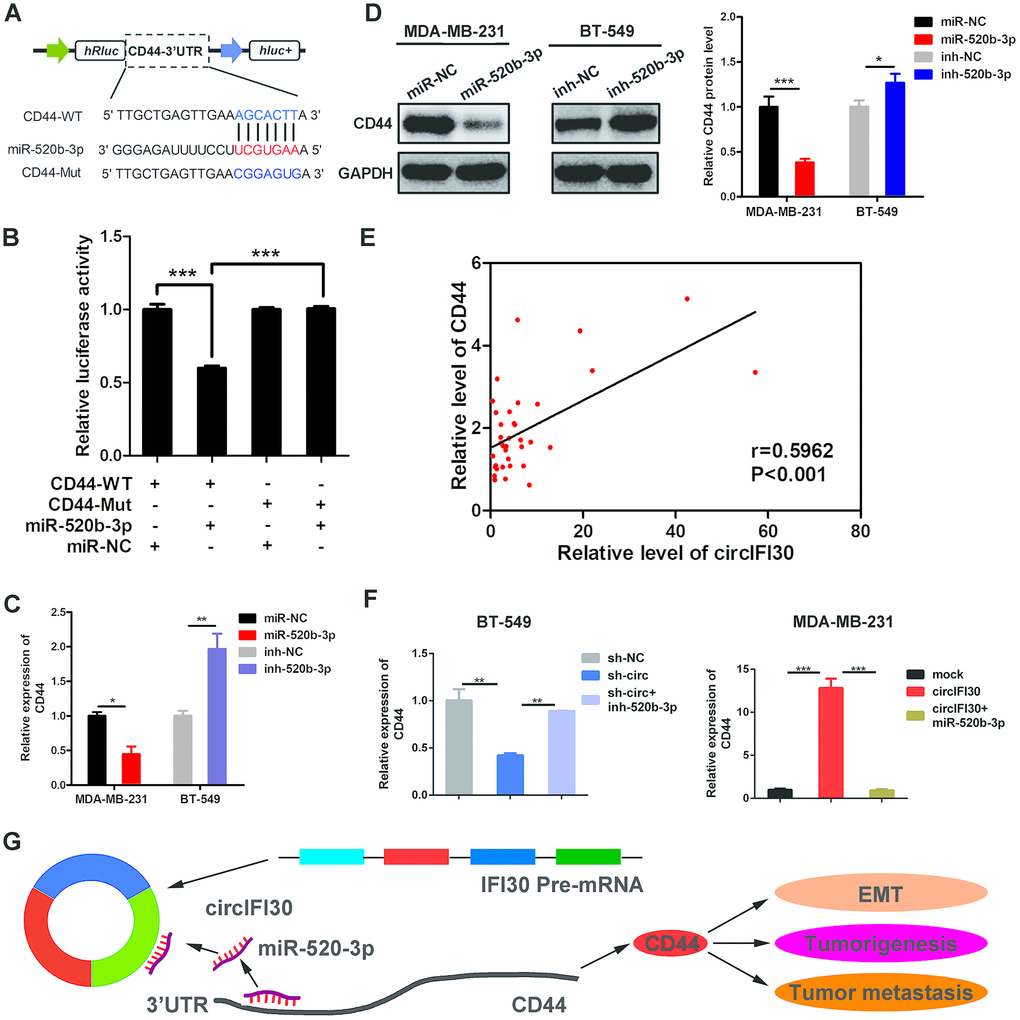 CD44 is directly targeted by miR-520b-3p and regulated by circIFI30. (A) Schematic illustration of CD44 3’UTR-WT and CD44 3’UTR-Mut luciferase reporter vectors was shown. (B) Luciferase reporter assay demonstrated that CD44 is direct target of miR-520b-3p. (C, D) Relative mRNA and protein levels of CD44 were detected after TNBC cells were transfected with miR-520b-3p mimics or inhibitors using qRT-PCR and western blot, respectively. (E) Pearson correlation analysis between the expression of circIFI30 and CD44 was shown in 38 TNBC tissues. (F) Relative expression of CD44 was detected by qRT-PCR in cells transfected with indicated vectors, miR-520b-3p or inhibitors. (G) The schematic diagram illustrates how circifi30 might promote EMT, tumorigenesis and metastasis of TNBC through circIFI30/miR-520b-3p/CD44 axis. Data were indicated as mean ± SD, *P 