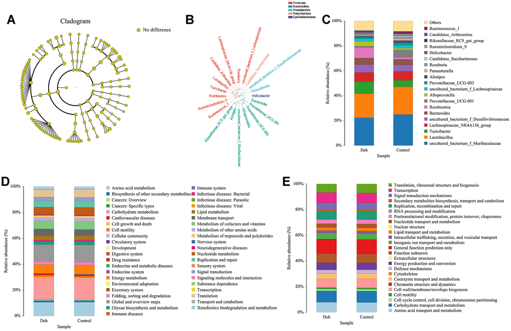 Effect of Deh on the composition of intestinal flora. (A) Line discriminant analysis between the control and Deh groups. (B) Phylogenetic tree of the species. (C) The composition of intestinal flora in the control and Deh groups. (D, E) Functional genes and metabolic pathways in the control and Deh groups.