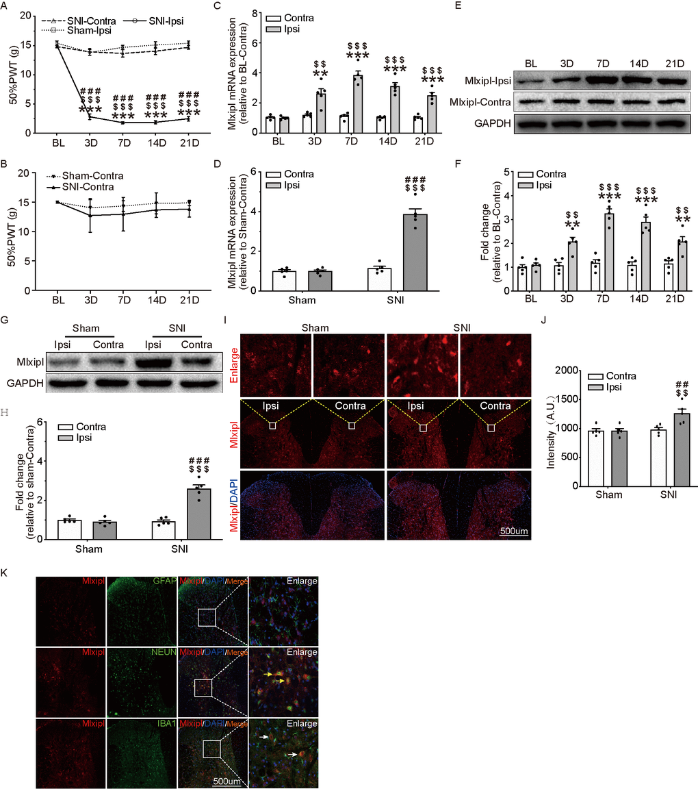 Mlxipl was upregulated in ipsilateral SDH of SNI-induced mechanical allodynia rats. (A and B) The Von Frey test were carried out before and after surgery (Sham or SNI). Mechanical allodynia was induced by SNI surgery in the ipsilateral paw. N = 5. ***P $$$P $$P ###P C) and western blot (E) were performed before and after surgery. Mlxipl in the ipsilateral SDH was upregulated after SNI surgery. Quantification of the western blot (F). N = 5. ***P $$$P $$P D), western blot (G) and immunofluorescence (I) were performed at day 7 after Sham or SNI surgery. Mlxipl was significantly upregulated in the ipsilateral SDH. Quantification of the western blot (H) and immunofluorescence (J). N = 5. $$$P $$P ###P ##P K) Double immunofluorescence staining showed that Mlxipl was co-localized with Iba1 (white arrows) and NeuN (yellow arrows) but not GFAP. BL, baseline (before surgery); ipsi, ipsilateral; Contra, contralateral; SNI, spare nerve injury; SDH, spinal dorsal horn.