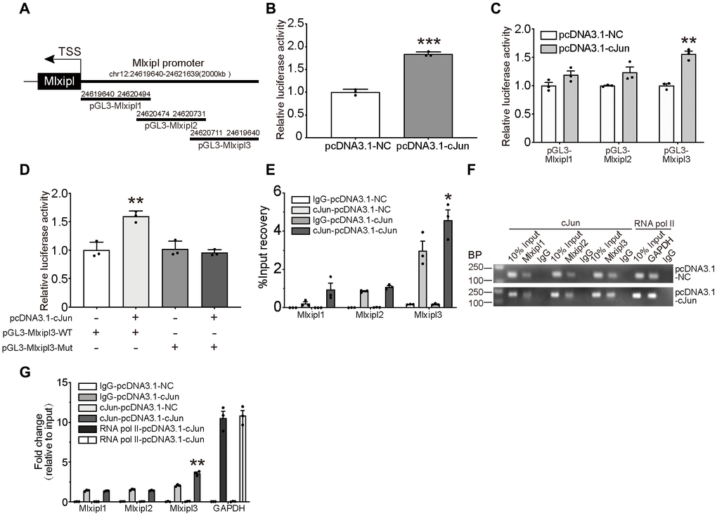 cJun directly regulated Mlxipl expression at the transcriptional level. (A) Schematic diagrams showed the Mlxipl promoter and its fragments containing predicting binding sites. The diagrams show the Mlxipl promoter and its fragments, which were used to predict potential binding sites. (B) Luciferase reporter assays of full-length Mlxipl reporter. PcDNA3.1-cJun or pcDNA3.1-NC was co-transfected with full-length Mlxipl reporter in microglia. PcDNA3.1-cJun promoted luciferase activity of full-length Mlxipl reporter luciferase activity. The data were relative to the pcDNA3.1-NC group. N = 3. ***P C) Luciferase reporter assays of fragments of Mlxipl reporter. PcDNA3.1-cJun or pcDNA3.1-NC was co-transfected with fragmented Mlxipl promoters (pGL3-Mlxipl1, pGL3-Mlxipl2 and pGL3-Mlxipl3), respectively. PcDNA3.1-cJun promoted luciferase activity of pGL3-Mlxipl3 reporter luciferase activity. N = 3. **P D) Luciferase reporter assays of mutation of pGL3-Mlxipl3 reporter. PcDNA3.1-cJun or pcDNA3.1-NC was co-transfected with pGL3-Mlxipl3 reporter with or without mutation. N = 3. **P E and F) ChIP assays with anti-cJun antibody were performed followed by qPCR or agarose gel electrophoresis. The DNA product of ChIP was detected by fragmented Mlxipl promoter primers. PcDAN3.1-cJun transfection enriched more Mlxipl3 fragments. IgG was used as a negative control; RNA pol II was used as a positive control system; ChIP DNA mixture was used as Input, and the sample loading was 10% of other groups. Quantification of agarose gel electrophoresis (G). N= 3. *P 