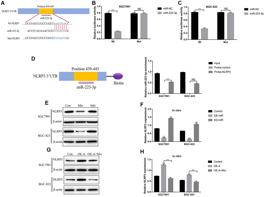 LncRNA ADAMTS9-AS2 regulated NLRP3 inflammasome in GC cells by sponging miR-223-3p. (A) The targeting sites of miR-223-3p and NLRP3 mRNA were predicted by the online starBase software (http://hopper.si.edu/wiki/mmti/Starbase). Dual-luciferase reporter gene system was employed to validate the binding sites of miR-223-3p and NLRP3 mRNA in (B) SGC7901 cells and (C) BGC-823 cells. (D) RIP assay was used to evaluate the binding ability of miR-223-3p and 3’ UTR regions of NLRP3 mRNA. (E–H) Western Blot was performed to detect the expression levels of NLRP3 in SGC7901 and BGC-823 cells. (“Mic” represented “miR-223-3p mimic” and “Inhi” represented “miR-223-3p inhibitor”). Each experiment repeated at least 3 times. “NS” represented “no statistical significance”, *P P 