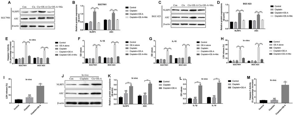 The role of LncRNA ADAMTS9/miR-223-3p axis in the regulation of pyroptotic cell death in cisplatin treated CR-GC cells in vitro and in vivo. Western Blot was used to detect the expression levels of NLRP3 and ASC in (A, B) CR-SGC7901 cells and (C, D) CR-BGC-823 cells. (E) The activity of Caspase-1 was determined in CR-GC cells. ELISA was employed to examine (F) IL-1β and (G) IL-18 expressions in the supernatants. (H) LDH release was measured to evaluate the formation of pores in the cell membrane. (I) LDH release was measured in mice cancer tissues. (J, K) The expressions of NLRP3 and ASC were determined by Western Blot in mice cancer tissues. (L) ELISA was used to measure IL-1β and IL-18 expressions in mice serum. (M) Caspase-1 activity was measured in mice cancer tissues. Each experiment repeated at least 3 times. “NS” represented “no statistical significance”, *P P 