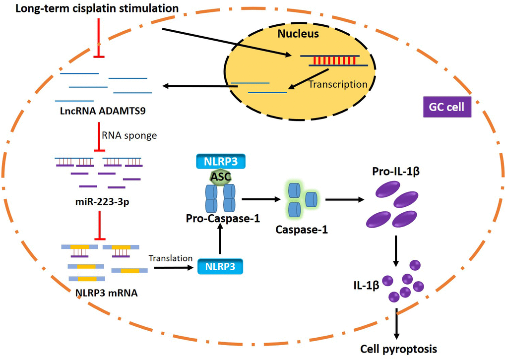 The graphical abstract of this study. Briefly, long-term cisplatin stimulation inhibited LncRNA ADAMTS9 and increased miR-223-3p levels in GC cells, which inhibited pyroptotic cell death by inactivating NLRP3 inflammasome. Therefore, the GC cells with aberrant gene expressions were resistant to cisplatin.