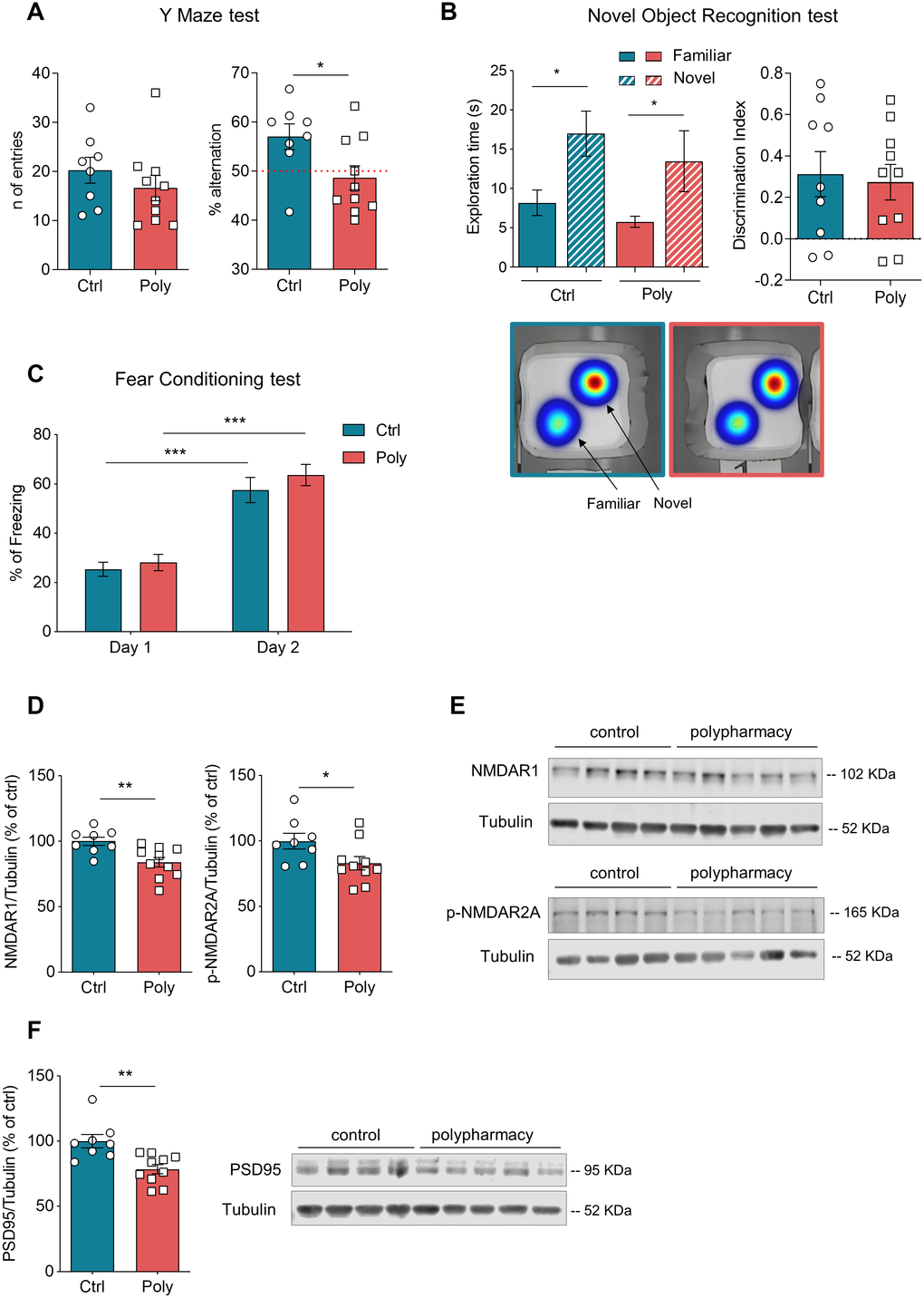 Memory tests and immunoblotting analysis: postsynaptic protein levels were decreased in hippocampus of polypharmacy fed mice. (A) Y maze test: graphs indicate the number of entries and percentage of spontaneous alternations performed by control and polypharmacy mice. Note that while 90% of control animals alternated above the 50% chance level, only 30% of polypharmacy mice did so, thus indicating a possible impairment in spatial working memory. *pB) NOR test (day 3, test day): histograms on the left show average of exploration time spent on the two objects, for control and polypharmacy group, *pC) Contextual FC test: percentage of freezing time measured on day 1 (habituation phase) and day 2 (context testing). ***pD–F) Hippocampal tissue samples from control and polypharmacy mice were analyzed by western blotting experiments. Dot plots show quantification of NMDAR1, phospho-NMDAR2A and PSD95 protein levels, which were significantly decreased in polypharmacy mice compared to control animals; *p