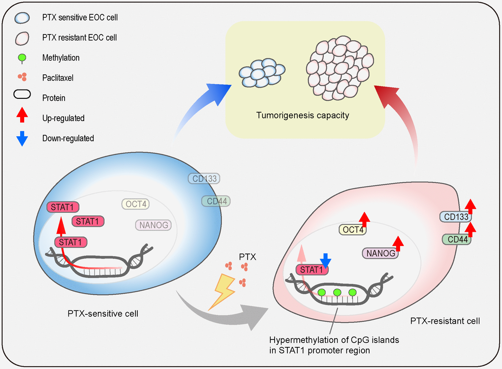 Schematic model. The illustration indicates the regulatory mechanism of STAT1 on stemness properties, which affect tumorigenesis capacity, in PTX-sensitive and PTX-resistant cells.