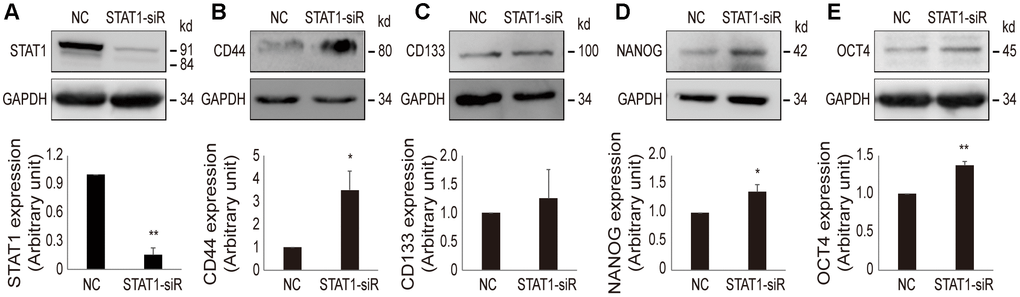 Effect of STAT1-siRNA on stemness markers in OV3R-PTX-B4 cells. Cells were transfected with STAT1-siRNA (STAT1-siR) or negative control (NC) scramble siRNA. The expression of STAT1, CD44, CD133, NANOG, and OCT4 proteins were detected by Western blot. (A) STAT1 expression. (B) CD44 expression. (C) CD133 expression. (D) NANOG expression. (E) OCT4 expression. Upper panel, representative images of blotting; low panel, semi-quantitative analysis of the relative optical density of protein bands in the upper panel. GAPDH was used as a loading control. n = 3; *, P P 