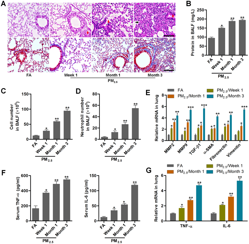 PM2.5 treatments result in pulmonary injury and fibrosis. (A) H&E staining (up panel) and Masson trichrome staining (down panel) of lung sections from mice challenged with PM2.5 for the indicated time points (n = 6). Scale bar, 100 μm. (B) Protein contents in the BALF were measured in mice treated with PM2.5 at the indicated time (n = 8). The number of (C) total cells and (D) neutrophils of BALF were calculated in PM2.5-challenged mice at the indicated time (n = 8). (E) RT-qPCR analysis of genes associated with fibrosis, including MMP2, MMP9, TGF-β1, α-SMA, Fibronectin and Vimentin, in lung samples of PM2.5-treated mice (n = 4). (F) TNF-α and IL-6 levels in serum of PM2.5-challenged mice were determined by ELISA (n = 8). (G) RT-qPCR analysis was used to assess TNF-α and IL-6 mRNA expression levels in pulmonary samples of mice treated with PM2.5 for the indicated time (n = 4). All data are expressed as mean ± SEM. *p, **p and ***p compared to the FA group.