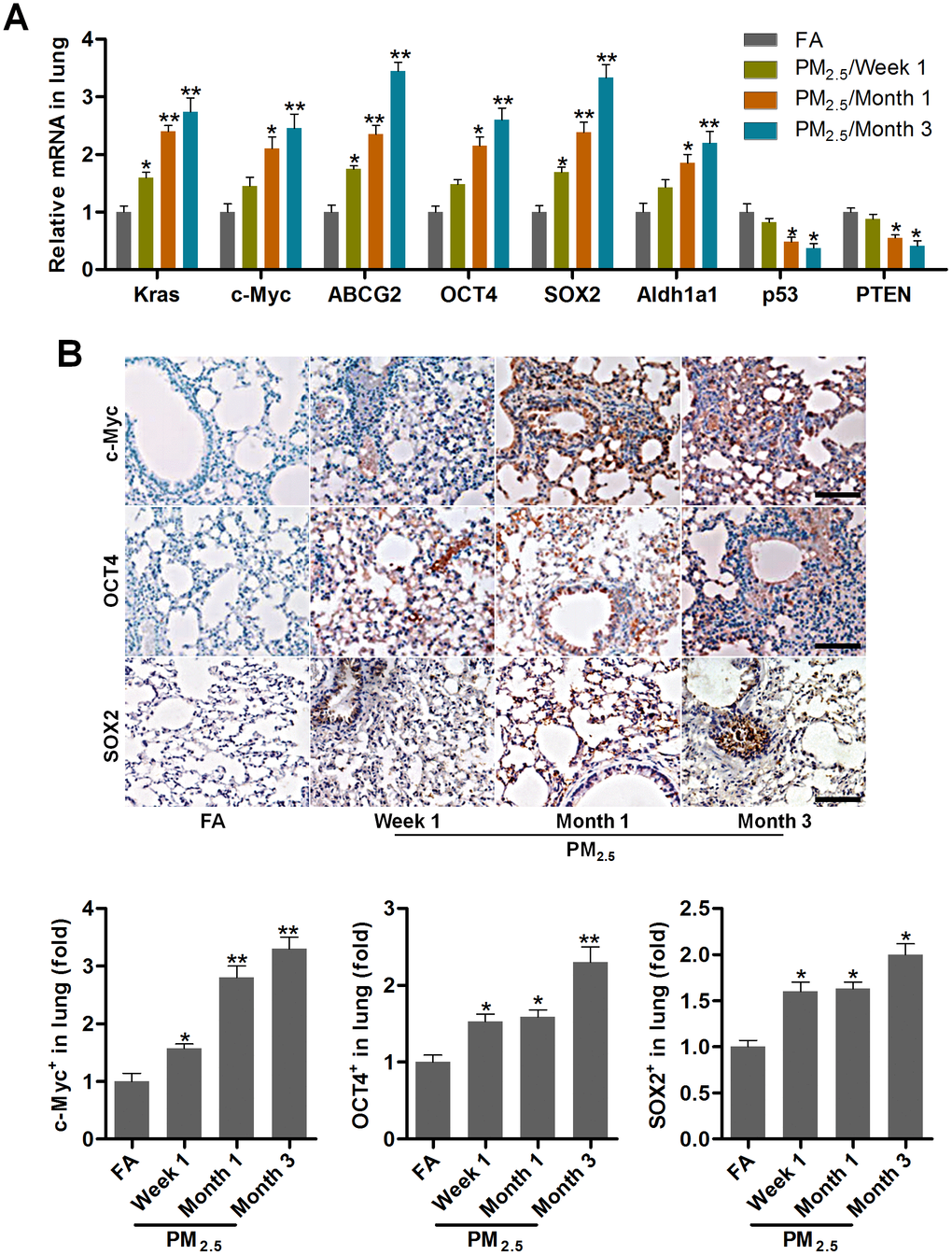 PM2.5 treatments lead to cancer stem cell properties in mice. (A) RT-qPCR analysis was used to measure lung cancer-related biomarkers (Kras, c-Myc, ABCG2, OCT4, SOX2, Aldh1a1, p53 and PTEN) in lung tissues of mice following PM2.5 treatment at the indicated time (n = 4). (B) IHC staining was performed to calculate c-Myc, OCT4 and SOX2 in pulmonary sections of PM2.5-challenged mice (n = 6). The quantification of c-Myc, OCT4 and SOX2 relative expression was exhibited. Scale bar, 100 μm. All data are expressed as mean ± SEM. *p and **p compared to the FA group.