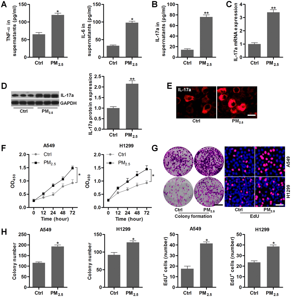 PM2.5 elevates the proliferation in NSCLC cells. (A–E) Th17 cells were treated with 100 μg/cm2 of PM2.5 for 24 h, and then all cells and supernatants were collected for the analysis. (A) TNF-α and IL-6 levels in the supernatants were measured using ELISA. (B) IL-17a contents in the collected supernatants were calculated using ELISA. (C) RT-qPCR and (D) western blot analysis were used to measure IL-17a expression levels in the harvested cells. (E) IF staining of IL-17a in the harvested cells. Scale bar, 20 μm. (F) Th17 cells were treated with 100 μg/cm2 of PM2.5 for 24 h, and then the conditional medium was collected, and mixed with fresh RPMI1640 absolute medium at 1:3. The composed culture medium was exposed to A549 and H1350 cells for 12, 24, 48 or 72 h. Then, the NSCLC cells were collected for cell proliferation analysis using CCK-8 analysis. (G, H) Th17 cells were incubated with 100 μg/cm2 of PM2.5 for 24 h, and then the conditional medium was collected, and mixed with fresh RPMI1640 absolute medium at 1:3. Then, the composed culture medium was subjected to A549 and H1350 cells for another 24 h. Subsequently, all cells were harvested to assess the cell proliferation using colony formation and EdU assays. Scale bar, 100 μm. Quantification of colony formation assay and EdU was exhibited. All data are expressed as mean ± SEM. *p and **p compared to the Ctrl group.