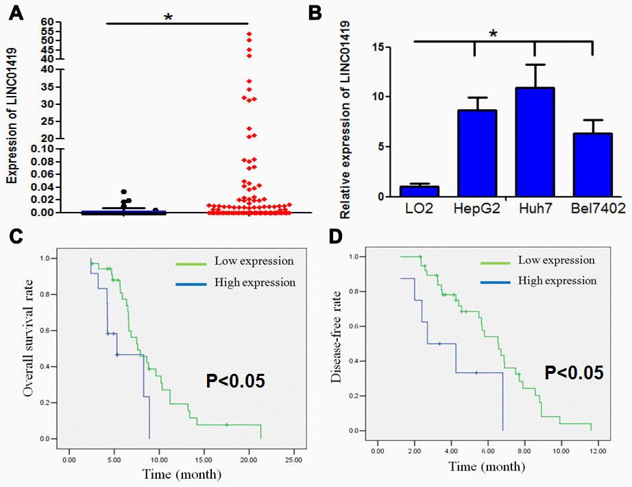 LINC01419 is highly expressed and associated with malignant phenotypes in HCC. (A) The expression level of LINC01419 in HCC tissues and normal liver tissues in the TCGA cohort has been indicated. (B) Showing relative LINC01419 expression in HCC cell lines and normal human liver cell line LO2. (C) HCC patients with high LINC01419expression level exhibited a low PFS rate than those with low LINC01419expression level. (D) HCC patients with high LINC01419expression levels had a low OS rate than those with low LINC01419expression levels as conformed using Kaplan-Meier assay.