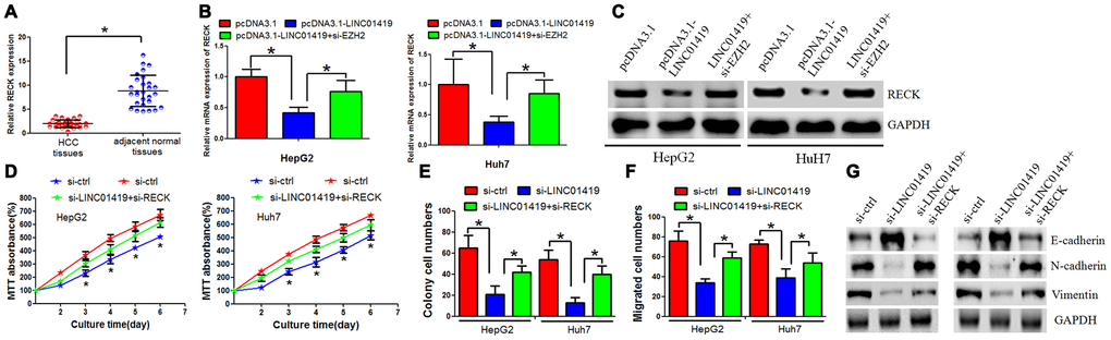 RECK suppresses HCC cell proliferation and metastasis, and counteracts LINC01419 activity. (A) RT-PCR assay to examine the RECK expression level. (B) The mRNA level of RECK as examined by qRT-PCR. (C) The RECK protein level as examined by western blot assay. (D–F) Analysis of cells by MTT assays (D), colony formation (E), and transwell assays (F) (G) Western blot assay was performed to examine E-cadherin, N-cadherin and Vimentin expression levels.