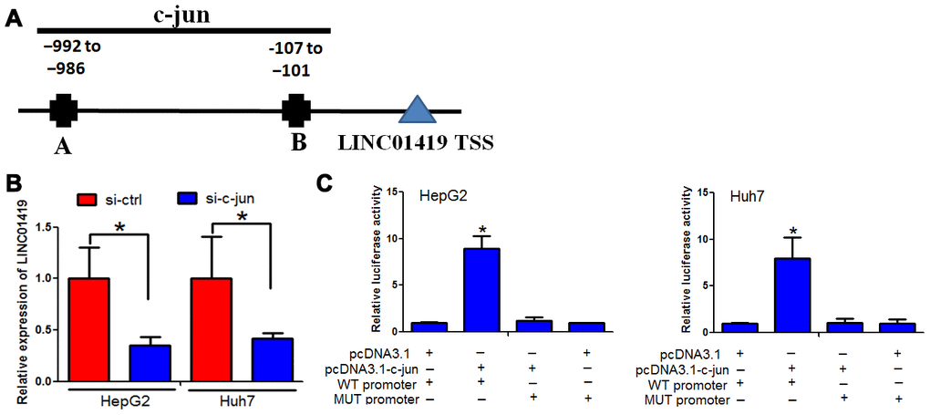 c-jun elevated LINC01419 expression in HCC. (A) Indicates the promoter regions of LINC01419 with the putative c-jun TFBS. (B) RT-PCR assay used to examine LINC01419 expression levels. (C) Elevated luciferase activity in wild-type LINC01419 promoter caused by c-jun.