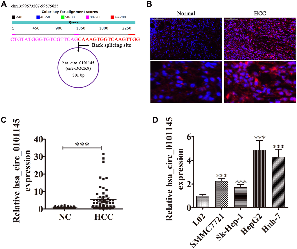 Expression level and characteristics of the circular RNA hsa