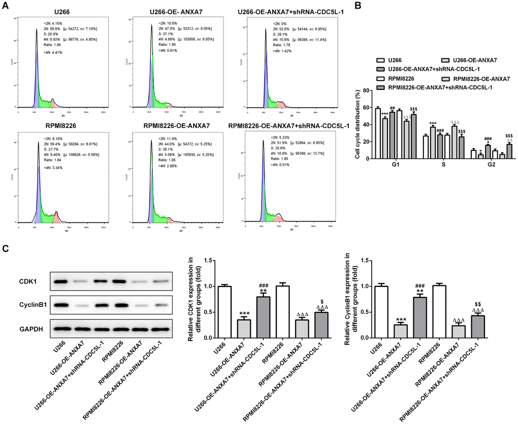 CDC5L interference inhibits the cell cycle promotion effect of ANXA7. (A) The images of flow cytometry for U266 and RPMI8226 cells after transfection of shRNA-CDC5L. (B) The cell cycle distribution of U266 and RPMI8226 cells after transfection of shRNA-CDC5L was analyzed by flow cytometry analysis. *P##P###PΔΔPΔΔΔP$$$PC) The protein expression of CDK1 and cyclinB1 in U266 and RPMI8226 cells after transfection of shRNA-CDC5L was detected by Western blot analysis. **P###PΔΔΔP$P$$P