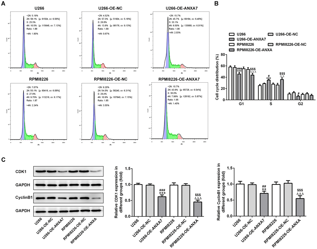 ANXA7 overexpression accelerates the cycle of U266 and RPMI8226 cells. (A) The images of flow cytometry for U266 and RPMI8226 cells after transfection of OE-ANXA7. (B) The cell cycle distribution of U266 and RPMI8226 cells after transfection of OE-ANXA7 was analyzed by flow cytometry analysis. ***P#P###PΔΔΔP$$$PC) The protein expression of CDK1 and cyclinB1 in U266 and RPMI8226 cells after transfection of OE-ANXA7 was detected by Western blot analysis. **P##P###PΔΔΔP