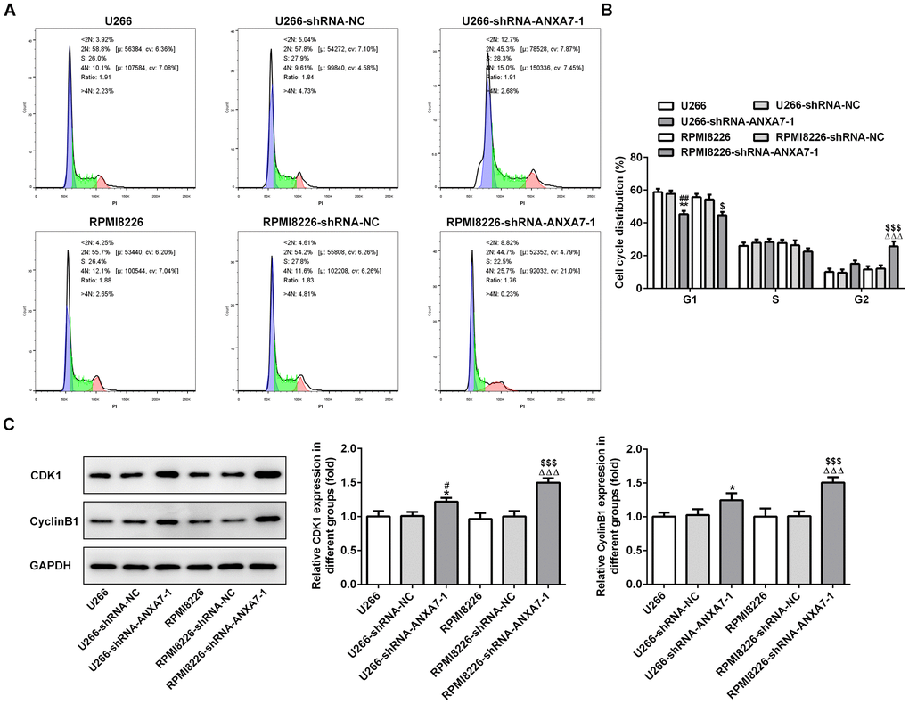 ANXA7 interference leads to G2/M arrest of cell cycle. (A) The images of flow cytometry for U266 and RPMI8226 cells after transfection. (B) The cell cycle distribution of U266 and RPMI8226 cells after transfection of shRNA-ANXA7 was analyzed by flow cytometry analysis. **P##PΔΔΔP$P$$$PC) The protein expression of CDK1 and cyclinB1 in U266 and RPMI8226 cells after transfection of shRNA-ANXA7 was detected by Western blot analysis. *P#PΔΔΔP$$$P