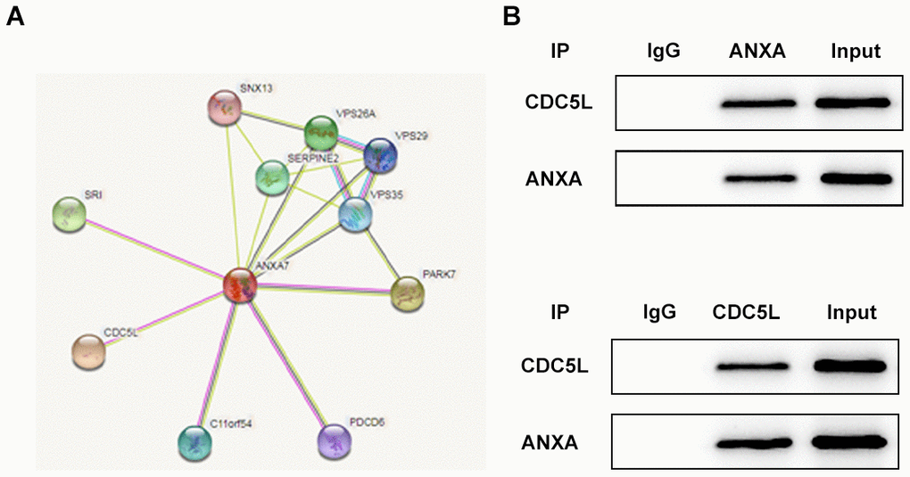 ANXA7 can be combined with CDC5L. (A) The string database predicts that ANXA7 can bind to CDC5L. (B) The combination of ANXA7 and CDC5L was determined by co-immunoprecipitation method. ***P#P##P