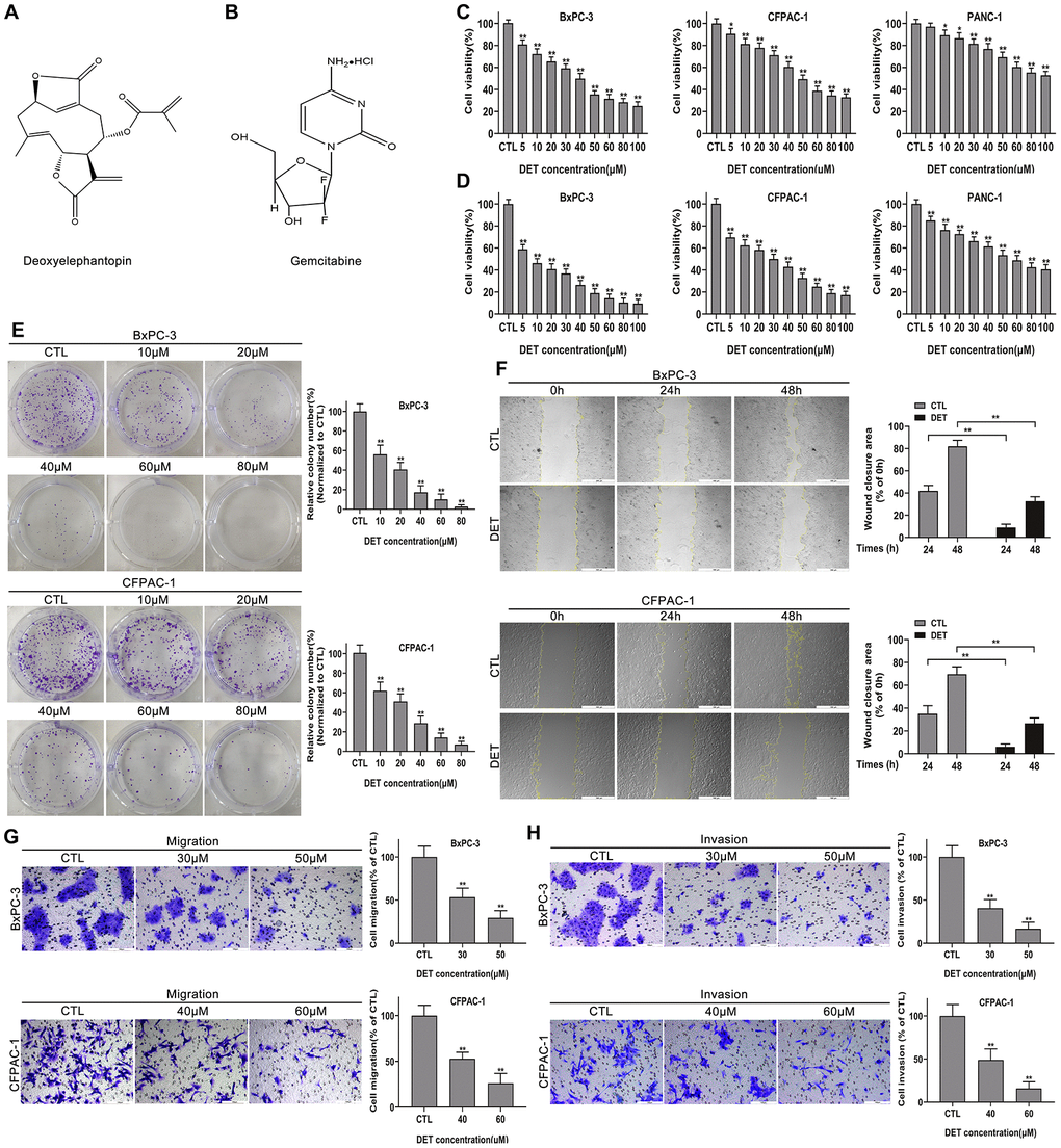 DET suppressed the proliferation, migration and invasion of pancreatic cancer cells in vitro. (A, B) The pharmaceutical chemical structures of DET and GEM. (C, D) Cell viability curves of BxPC-3, CFPAC-1 and PANC-1 cancer cells after DET treatment for 24 h and 48 h were determined by cell counting kit-8 (CCK-8) assays. *P P E) Colony formation capacities of BxPC-3 and CFPAC-1 cells after DET treatment were evaluated by colony formation assays. **P F) Effect of DET on the migration abilities of BxPC-3 and CFPAC-1 cells were detected by wound healing assays. **P G, H) Effect of DET on the migration and invasive abilities of BxPC-3 and CFPAC-1 cells were measured using Transwell assay. **P F), × 200 (G, H). Scale bar, 500 μm (F), 100 μm (G, H). DET, deoxyelephantopin. GEM, gemcitabine.