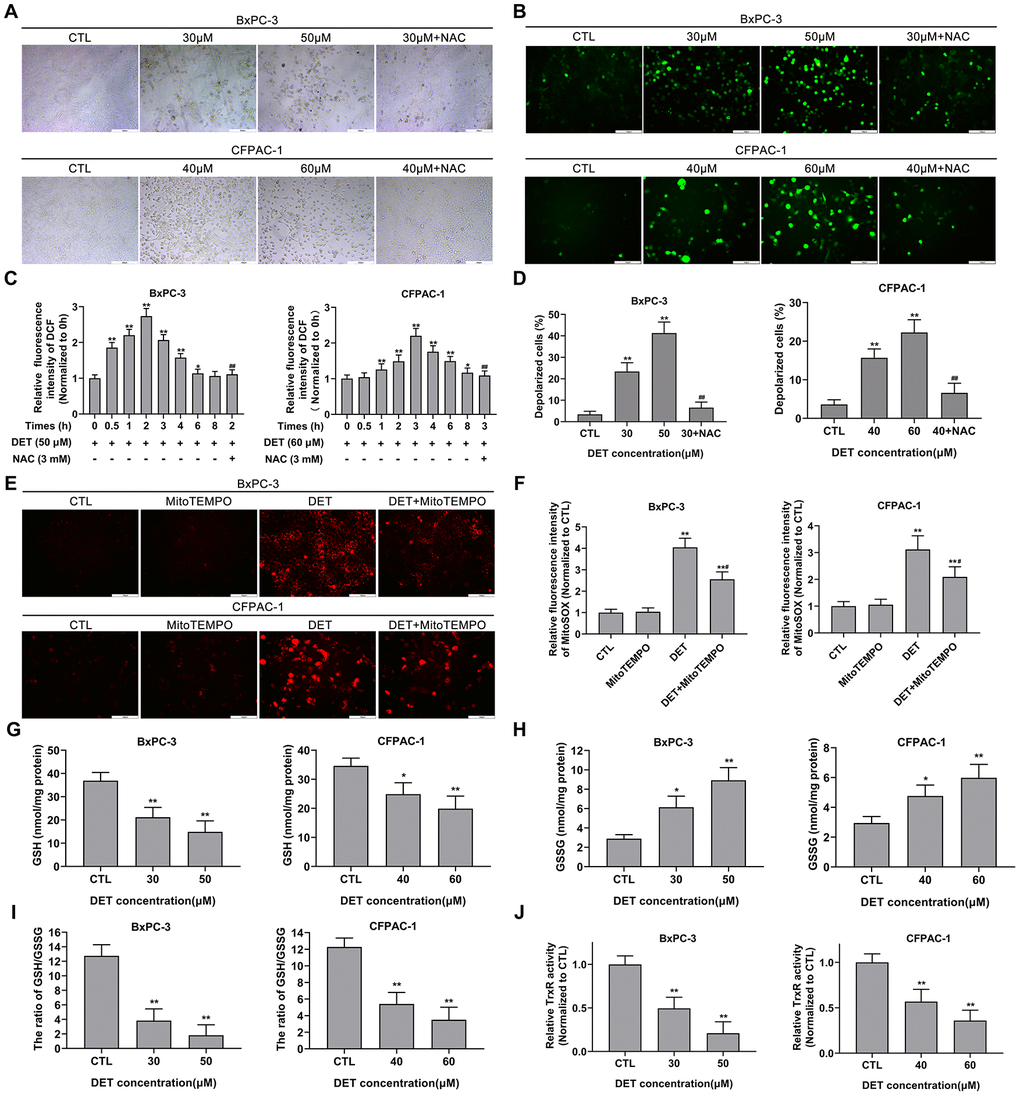 DET induced oxidative stress, disturbed MMP and unbalanced the REDOX system in pancreatic cancer cells. (A) The DET-induced morphological changes in BxPC-3 and CFPAC-1 cells were observed using microscope. (B) Effect of DET on oxidative stress in BxPC-3 and CFPAC-1 cells were evaluated using DCFH-DA probe and observed under fluorescent microscope. (C) Effect of DET on fluorescence intensity of DCF were measured using fluorescence microplate reader. *P P P D) Effect of DET on MMP in BxPC-3 and CFPAC-1 cells were tested using JC-1 probe and evaluated using fluorescence microplate reader. **P P E) Effect of DET on oxidative stress were further assessed using MitoSOX and observed under fluorescent microscope. (F) Effect of DET on fluorescence intensity of MitoSOX were detected using fluorescence microplate reader. **P P G–I) Effect of DET on intracellular GSH, GSSG and the ratio of GSH to GSSG in BxPC-3 and CFPAC-1 cells were assessed using GSSG/GSH quantification kit. *P P J) Effect of DET on intracellular TrxR activity was measured using thioredoxin reductase assay kit. **P A), × 200 (B, E). Scale bar, 200 μm (A), 100 μm (B, E). DCFH-DA, 2’, 7’-dichlorofluorescein-diacetate. GSH, reduced glutathione. GSSG, oxidative form of glutathione. TrxR, thioredoxin reductase.