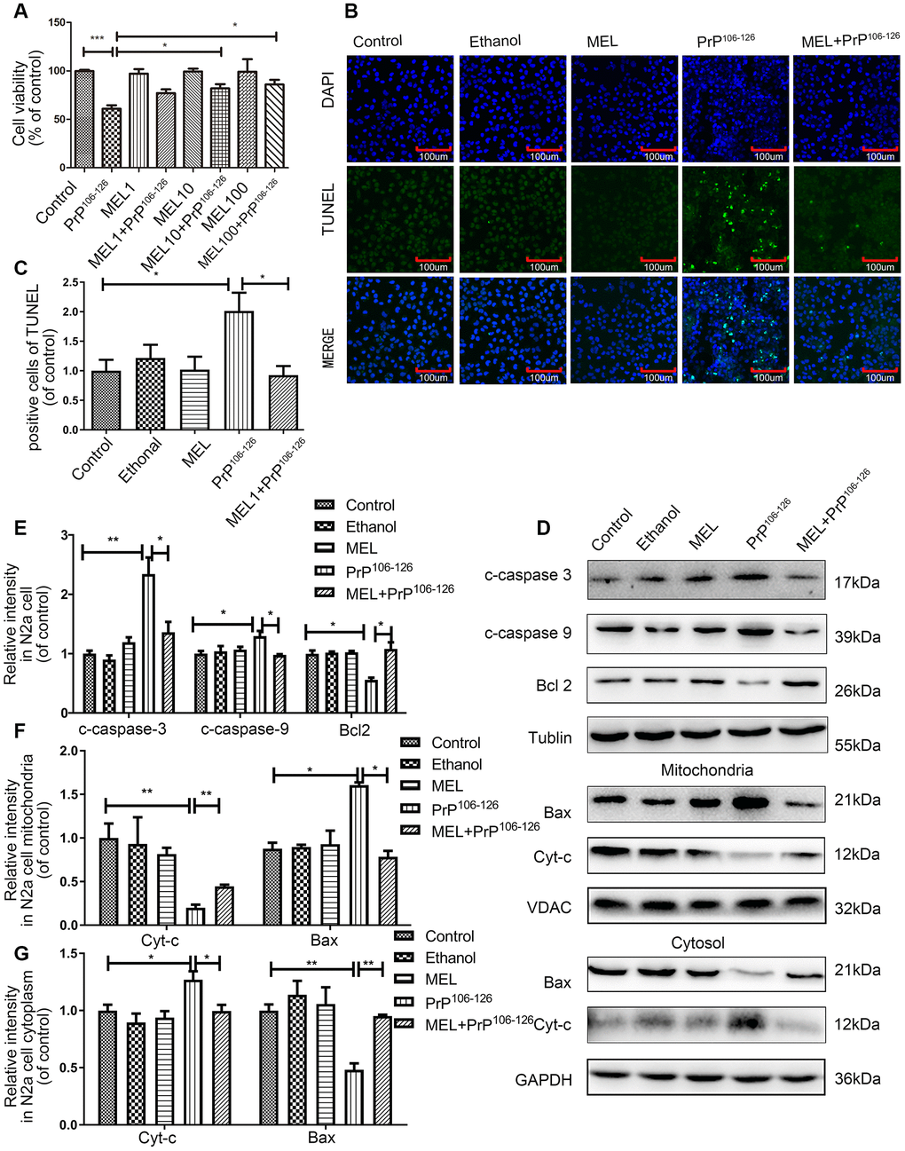 Melatonin attenuated PrP106-126-induced N2a cell apoptosis. (A) N2a cell viability was assayed using the CCK8 kit after treatment with melatonin and PrP106-126. (B, C) N2a cell apoptosis was assayed by TUNEL staining. (D–G) Protein expression of cleaved caspase-9, cleaved caspase-3 and Bcl2 in N2a cells, and protein expression of cytochrome c and Bax in cytosolic and mitochondrial extracts of N2a cells by western blotting. *P 