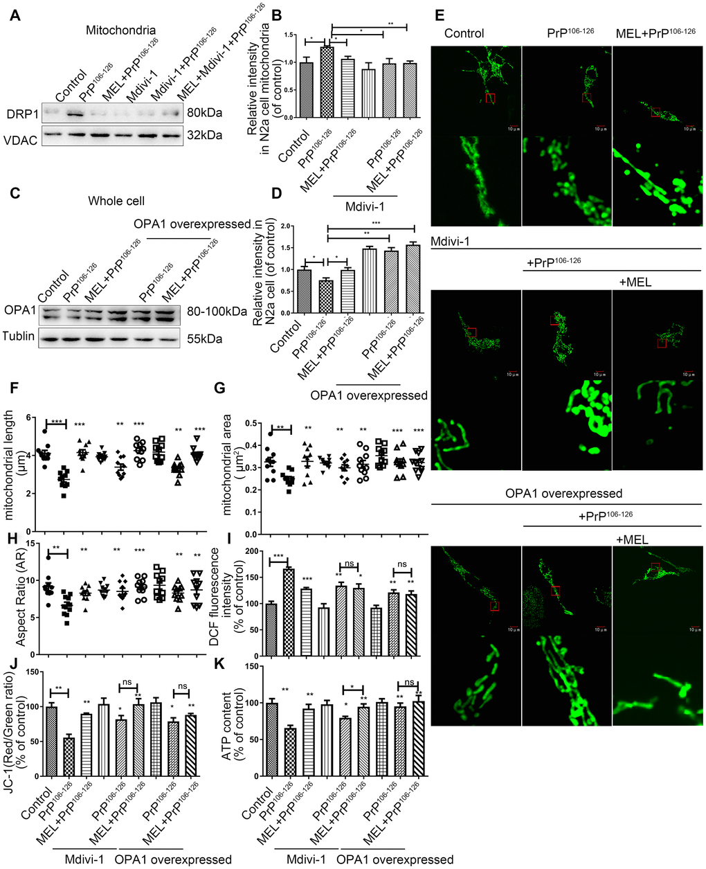 Melatonin and mitochondrial dynamic proteins regulate mitochondrial function in PrP106-126-induced prion models. (A, B) Protein levels of DRP1 in mitochondria by Western blotting. (C, D) Protein levels of OPA1 in whole cells by Western blotting. (E) Representative photomicrographs of mitochondria by confocal fluorescence microscopy showing mitochondrial morphology (Original magnification 600×). (F–H) Morphometric measurement of mitochondria. (I–K) Mitochondrial function - ROS production (J), mitochondrial membrane potential (MMP) (K) and ATP levels. *P 106-126 group. All experiments were repeated at least three times.