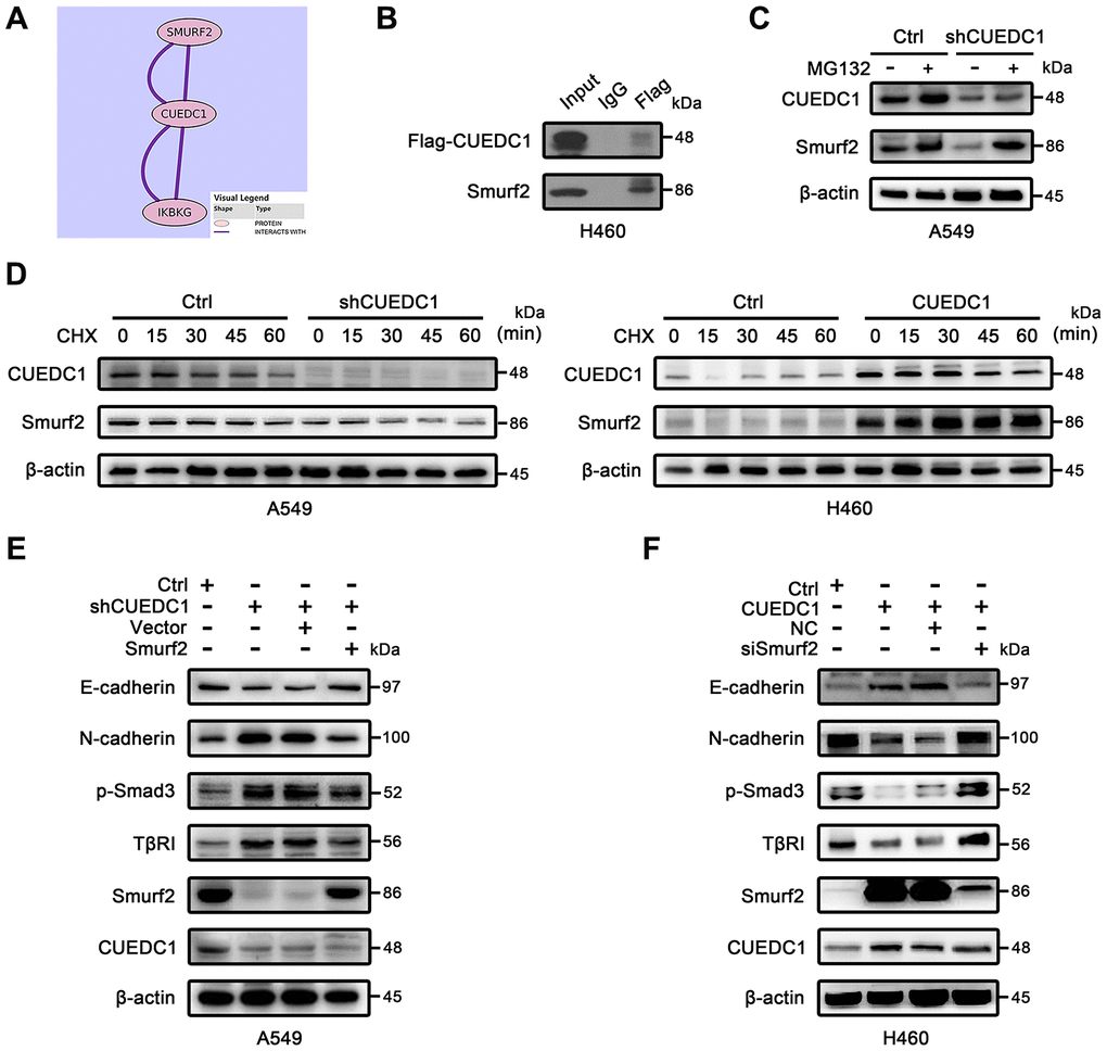 CUEDC1 interacts with Smurf2 and inhibits TβRI/Smad signaling pathway and EMT in a Smurf2-dependent manner. (A) Interaction between CUEDC1 and Smurf2 from Pathway Commons (http://www.pathwaycommons.org). (B) Immunoblotting analysis of lysates after immunoprecipitation from H460 cells transfected with Flag-CUEDC1. IgG was used as a negative control. (C) Control and CUEDC1-shRNA cells were treated with or without 10 μM MG132 for 6 h. Cell lysates were immunoblotted with the indicated antibodies. (D) The stability of the Smurf2 protein was measured by immunoblots in NSCLC cells treated with or without CHX. For normalization, β-actin expression was used as a control. (E, F) After Smurf2 overexpression (E) or knockdown (F), EMT markers and components of the TβR I/Smad signaling pathway were detected by western blotting.