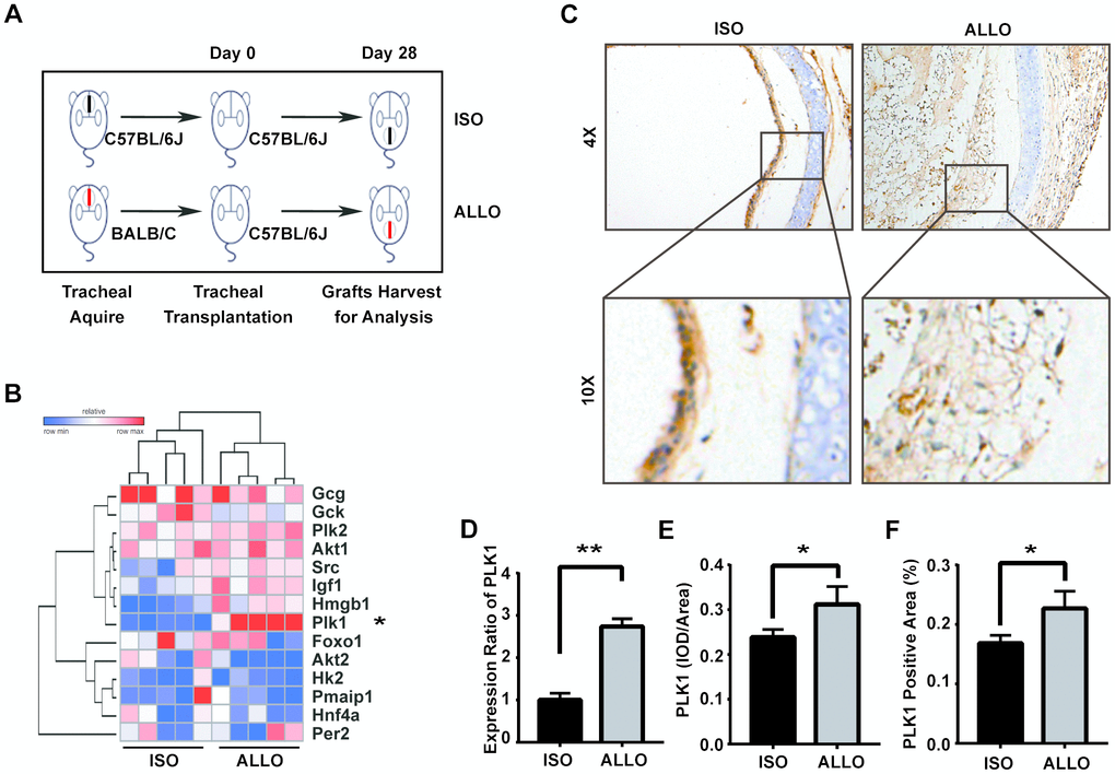 The glucose-6-phosphate dehydrogenase (G6PD) regulator PLK1 is highly expressed in tracheal transplantation allografts. (A) Schematic depicting the establishment of murine heterotopic trachea transplantation models. (B) Heatmap of relative expression values of 14 genes of interest from the microarray data validation as assessed by qRT-PCR in mouse. (C) Trachea grafts were harvested 28 days after transplantation, and the sections were stained for PLK1. (D, E) PLK1 expression in the allograft group compared with isograft group. (F) Total RNA was isolated from grafts and reverse-transcribed into cDNA. The transcript level of PLK1 relative to GAPDH was measured. * P≤0.05, ** P≤0.01, GAPDH; glyceraldehyde-3-phosphate dehydrogenase, PLK; polo-like kinase.