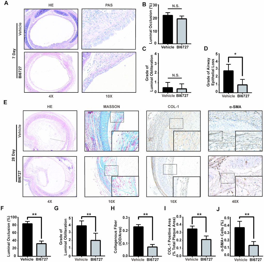 PLK1 inhibition can alleviate rejection in the early and late inflammatory phases. (A–D) BI6727 treatment alleviates airway epithelial loss 7 days after transplantation. (A) Representative H&E and PAS stains of tracheal grafts 7 days post-transplantation. (B) Percentage of luminal occlusion in the BI6727 treatment and control groups. (C, D) Sections were graded by two investigators independently, followed by blind treatment. (E) Representative immunohistochemical stains of tracheal grafts 28 days post-transplantation. (F) Percentage of luminal occlusion in the BI6727 treatment and control groups 28 days after transplantation. (G) Sections were graded by two investigators independently, followed by blind treatment. (H, I) The expression of collagenous fiber (H) and collagen I (I) in the BI6727 treatment and control groups 28 days after transplantation. (J) The percentage of α-SMA positive cells in the BI6727 treatment and control groups. * P≤0.05, H&E; haematoxylin-eosin, PLK; polo-like kinase, SMA; smooth muscle actin.