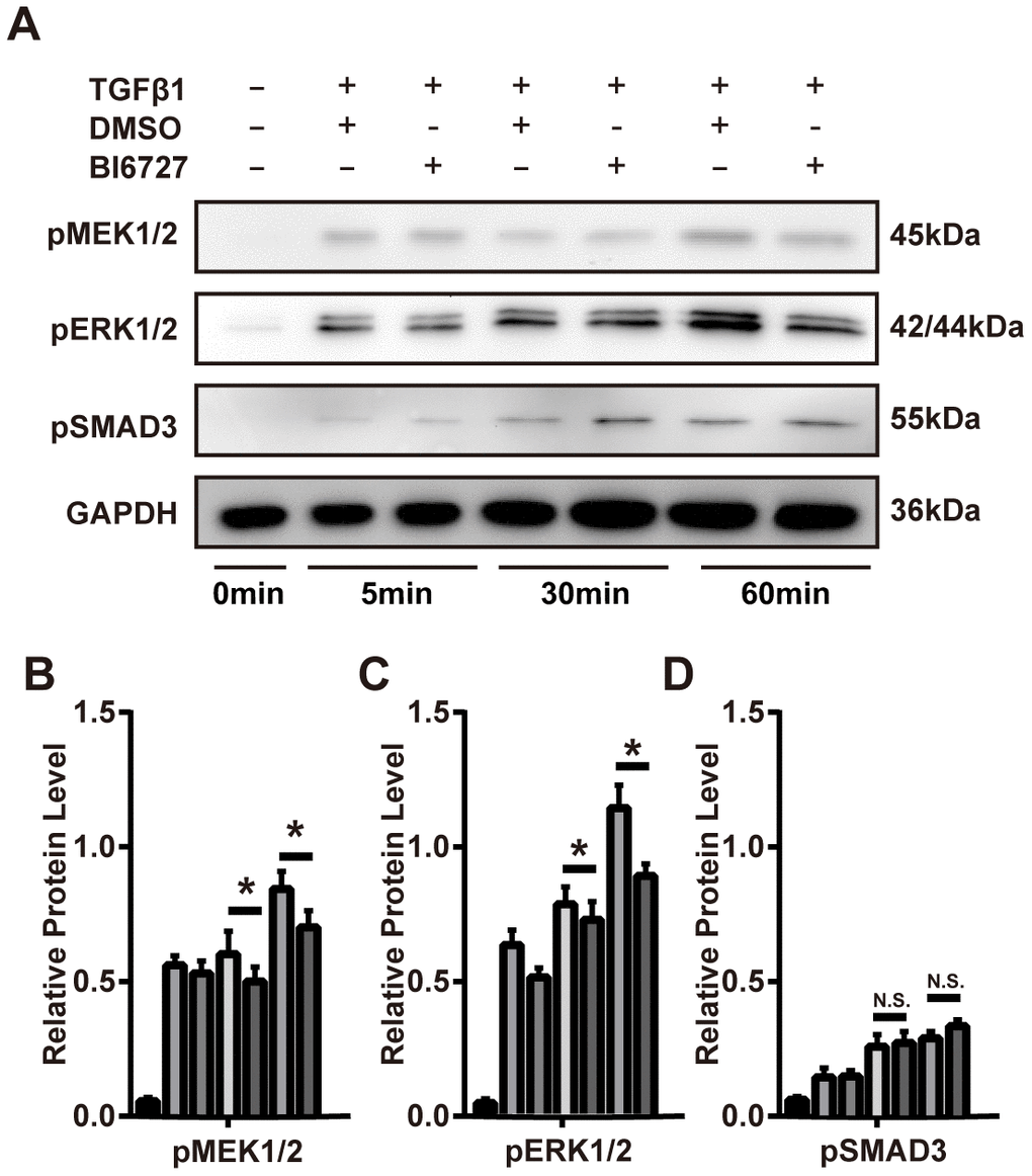 PLK1 inhibition suppresses TGFβ-mediated differentiation of myofibroblasts via the MAPK-ERK pathway. (A–D) The mouse myofibroblast TGF-β1 differentiation model was employed, with the addition of BI6727 to inhibit PLK1. Representative immunoblots for MEK, ERK, phosphorylated SMAD3, and GAPDH at various timepoints are shown. The results were quantified by densitometry, as represented in the bar diagrams. * P≤0.05.