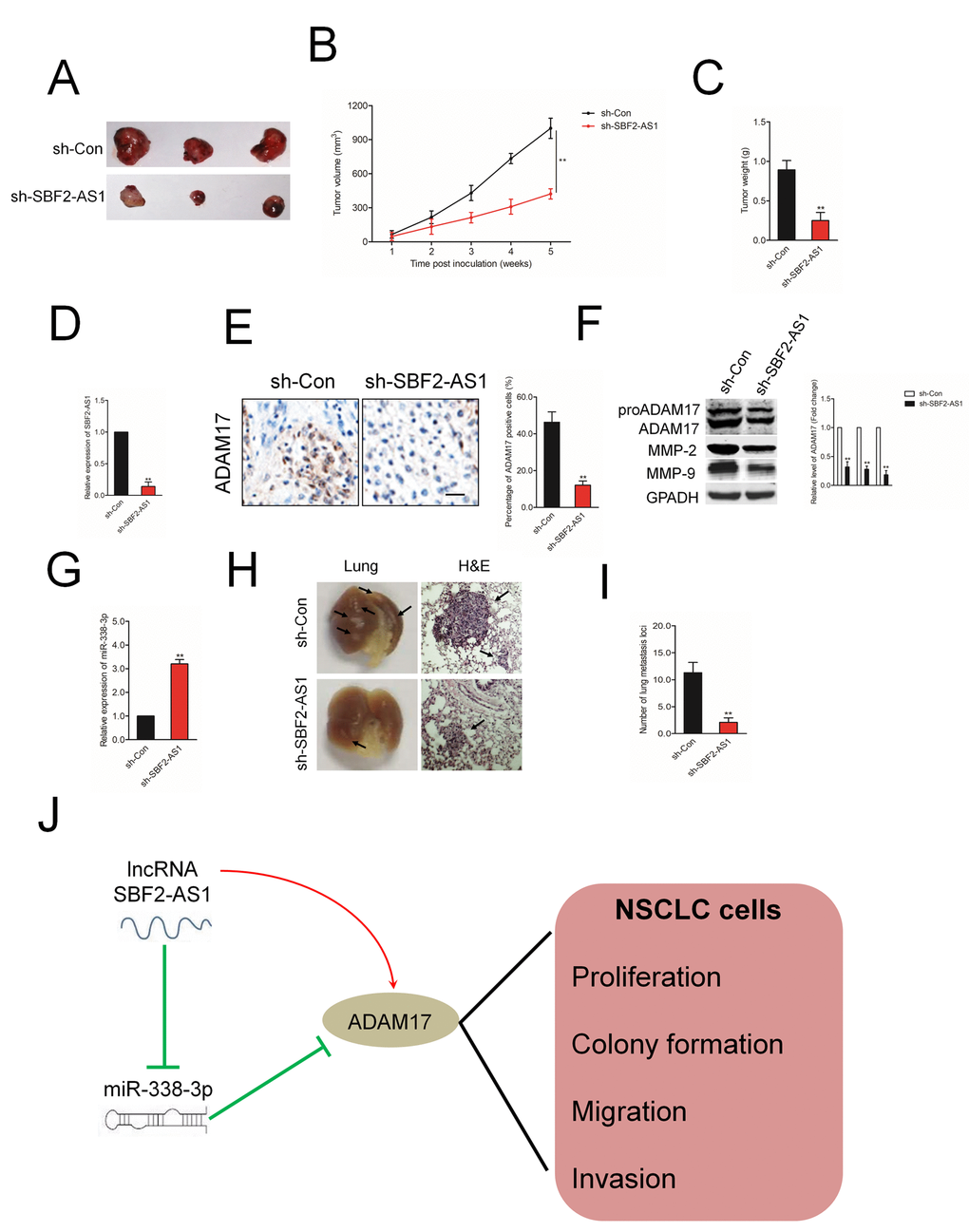 The effect of SBF2-AS1 on tumor growth in vivo. (A) Representative pictures of tumor xenograft. (B–C) Quantitative analysis of xenografted tumor volume and weight. (D) The level of SBF2-AS1 in sh-SBF2-AS1 group and sh-Con group was detected by qRT-PCR assay. (E) Representative IHC staining images and relative expression levels of ADAM17 positive staining in tumor sections from sh-SBF2-AS1 group and sh-Con group. (F) The levels of ADAM17, MMP-2 and MMP-9 in sh-SBF2-AS1 group and sh-Con group were detected by wester blotting assay. (G) The level of miR-338-3p in sh-SBF2-AS1 group and sh-Con group was detected by qRT-PCR assay. **PH) Representative macroscopic pictures of mice lung, twelve weeks after inoculation (right panel). Representative photographs of H&E stained spontaneous lung metastases (left panel). (I) Graph displaying the total number of tumor nodules per lung in sh-Con and sh-SBF2-AS1 group. (J) Schematic model of SBF2-AS1-mediated the growth, migration and invasion in NSCLC cell. **P