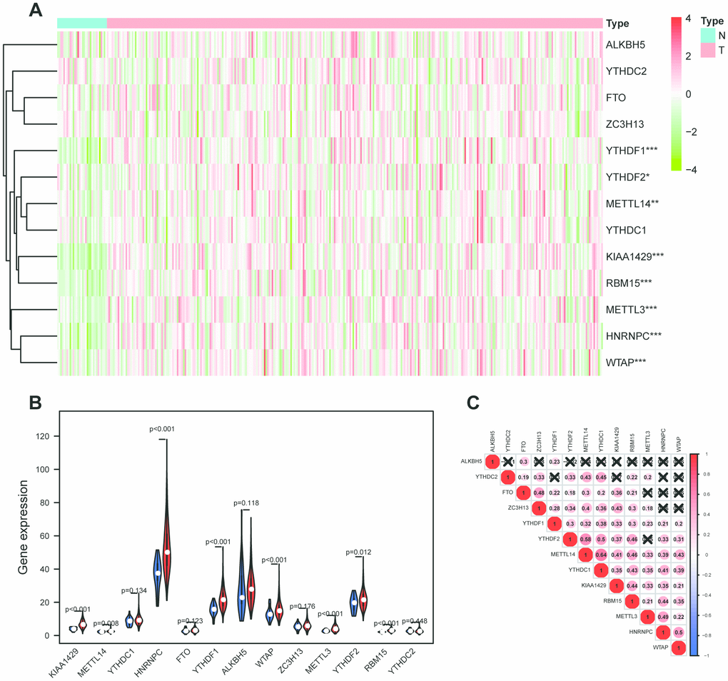 M6A-related genes expression level and correlation in OSCC. (A) 317 OSCC samples and 32 normal control m6A expression level on basis of TCGA database. N stands for normal control, while T represents tumor samples. Differences were considered significant at p B) Differently expressed analysis of 13 m6A related genes. Blue stands for normal control, while red OSCC samples. (C) The correlation between 13 m6A related genes. The ascending normalized correlation level in the picture is colored from blue to red.