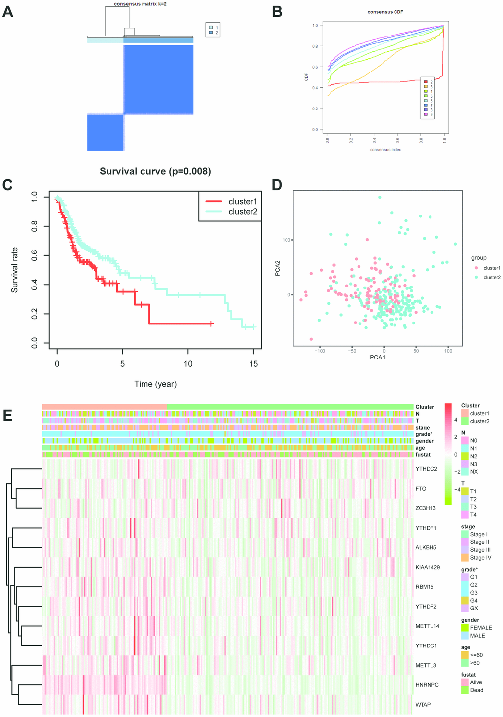 Cluster analysis based on m6A-related genes. (A, B) Cluster analysis indicated that 317 OSCC samples in TCGA can divided into 2 groups. (C) Survival analysis between cluster1 and 2. (D) Principal component analysis was performed on basis of cluster analysis. PCA1 represents principal component analysis 1, while PCA2 stands for principal component analysis 2. (E) The correlation of cluster analysis and clinical characteristics (grade, p=0.0352). N stands for N classification in TNM system, and T stands for T classification in TNM system.