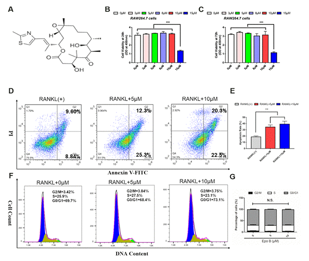 Epothilone B dominantly induced osteoclast apoptosis without cytotoxicity. (A) Chemical structure of Epothilone B. (B–C) CCK8 analysis of cell viability of RAW264.7 cells treated with different concentrations of Epothilone B (0μM to 15μM containing 0.1% DMSO) for 24 h or 72 h. (D–E) Flow cytometry analysis of osteoclast apoptosis during osteoclastogenesis in presence or absence of various dosage of Epothilone B (0μM, 5μM and 10μM). (F–G) Flow cytometry analysis of cell cycle during osteoclast differentiation by administration with or without Epothilone B (5μM and 10μM). Data in the figures represent mean ± SD. N.S. represented no significant difference. *p 