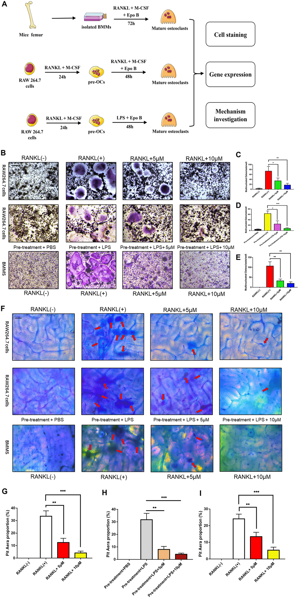 Epothilone B inhibited RANKL or LPS induced osteoclast differentiation and bone resorption activity in a dose dependent manner. (A) Schematic representation of the design of in vitro and in vivo experiments. (B) Representative images of RAW264.7 cells stained for TRAP treated with RANKL (100 ng/ml) and M-CSF (50 ng/ml) for 3 days or pretreatment with RANKL for 24h and LPS for another 48h. BMMs were incubated with RANKL (100 ng/ml) and M-CSF (50 ng/ml) for 5 days. All groups were incubated in the presence or absence Epothilone B. Scale bar = 200 μm. (C–E) Quantification of TRAP positive multinucleated osteoclasts (nuclei≥3) per well. (F) Representative images of RAW264.7 cells and BMMs were seeded onto bovine slices, which were also incubated with the same strategies. Scale bar = 200 μm. (G–I) Quantitative analysis of the osteoclastic bone resorption of bovine slices. Data in the figures represent mean ± SD. *p 