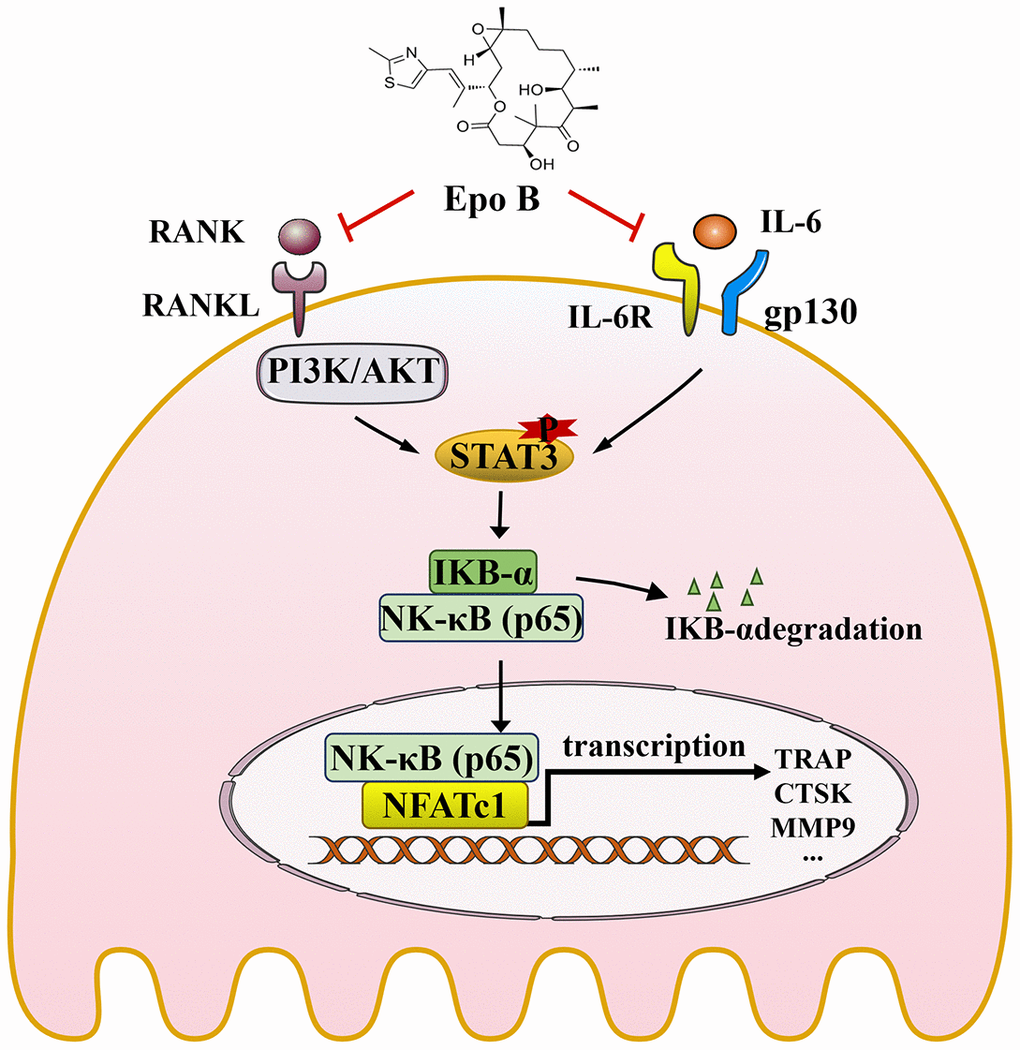 Schematic diagrams showing the potential mechanism in the protective effects of Epothilone B on LPS induced inflammatory bone destruction.