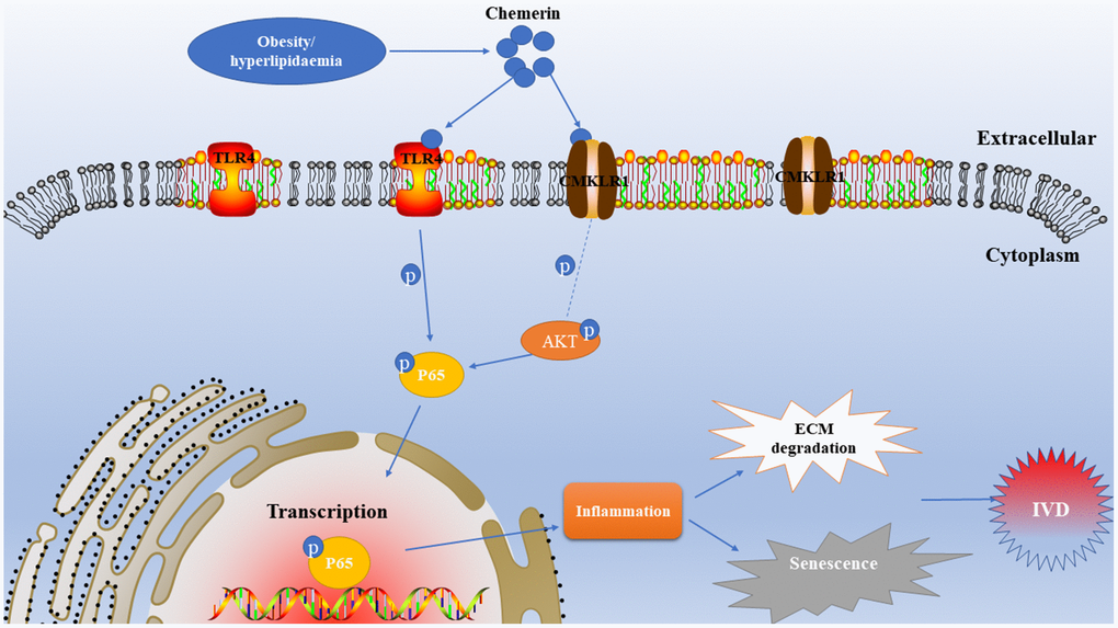 Schematic illustration of the effects of chemerin in rats in the development of intervertebral disc degeneration.