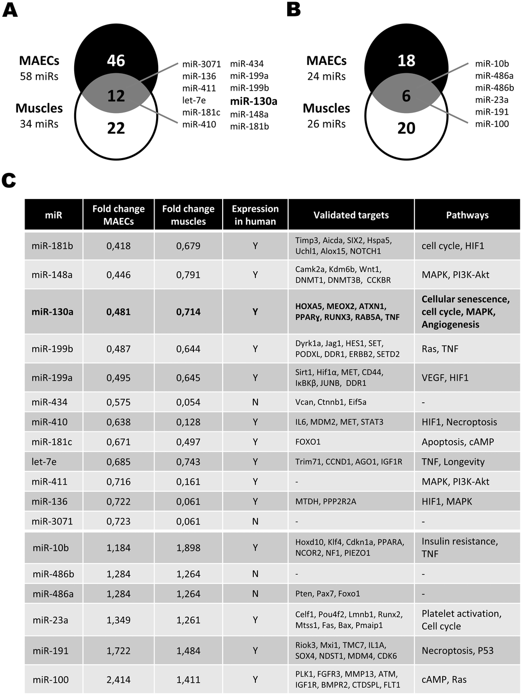 Effect of aging on the modulation of microRNA expression. (A, B) Venn diagrams showing the number of miRNAs that are downregulated (A) or upregulated (B) in Mouse Aortic Endothelial Cells (MAECs) and ischemic muscles from old vs. young mice, as assessed by next-generation sequencing (pool of 3-4 mice/group). miRNAs modulated both in MAECs and ischemic muscles are listed. (C) List of miRNAs modulated by at least 15% in old animals both in MAECs and ischemic muscles. Validated targets and potential pathways involved are shown for each miRNA.