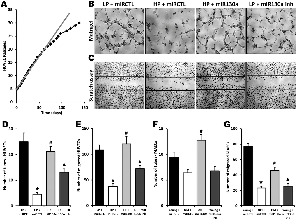 Role of miR-130a in age-dependent impairment of endothelial cell angiogenic activities. (A) Graph showing serial passaging over time in HUVECs. An important reduction of cell proliferation is seen after 25 passages. Low-passage HUVECs (LP, 4-6 passages) were compared to high-passage HUVECs (HP, 28 passages or more) in the following experiments. (B–E) Evaluation of angiogenesis and cell migration in vitro using matrigel (B, D) and scratch (C, E) assays in LP or HP HUVECs treated with miR-130a mimic (miR-130a), anti-miR-130a (miR-130a inh), or a scrambled miR mimic control (miRCTL). Data are mean ± SEM (n=5/group). * p▲ pF, G) Quantification of angiogenesis and cell migration in vitro using matrigel (F) and scratch (G) assays in MAECs isolated from young or old mice and treated with miR-130a mimic (miR-130a), anti-miR-130a (miR-130a inh), or a scrambled miR mimic control (miRCTL). Data are mean ± SEM (n=3/group). * p▲ p