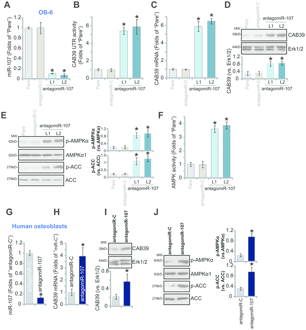 miR-107 inhibition causes CAB39 upregulation and AMPK signaling activation in osteoblasts. Stable OB-6 cells with pre-miRNA-107 anti-sense lentivirus (antagomiR-107-L1/L2, two stable cell lines) or control anti-sense lentivirus (antagomiR-C), as well as the parental OB-6 cells were cultured, expression of mature miRNA-107, CAB39 and AMPK signaling proteins was tested by qPCR (A and C) and Western blotting (D and E) assays, with relative CAB39 3’-UTR luciferase activity (B) and AMPK activity (F) examined as well. The primary human osteoblasts were infected with antagomiR-107 lentivirus or antagomiR-C lentivirus for 48h, expression of listed genes was shown (G–J). Data were mean ± standard deviation (SD, n=5). * pvs. “antagomiR-C” cells. Each experiment was repeated three times and similar results were obtained.