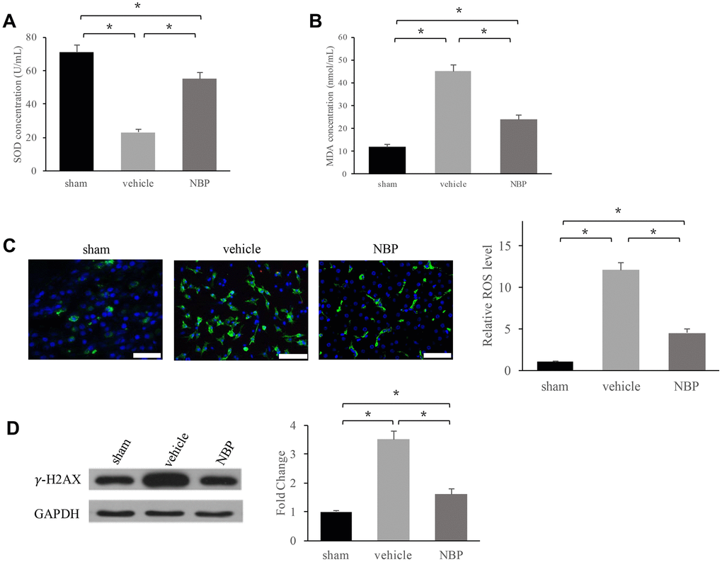 NBP inhibited oxidative stress and DNA damage: (A) SOD level in the serum; (B) MDA level in the serum; (C) ROS level in the brain tissues (scale: 300 μm); (D) γ-H2AX expression in peri-hematoma brain tissue. Data are presented as the mean ± SD (n=3, each group). *, P 