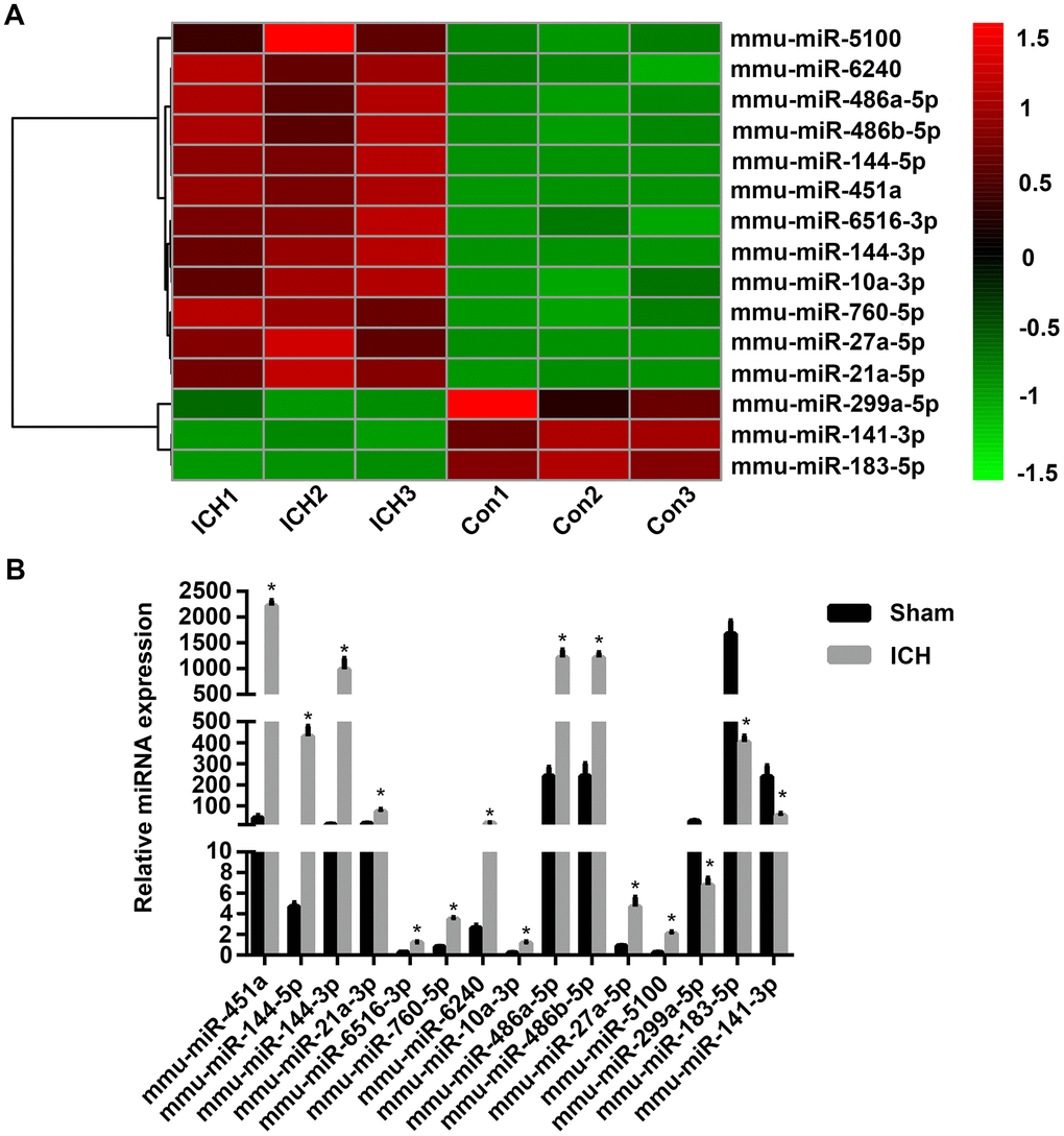 The microRNA (miRNA) expression profiles of mouse brain tissue changed significantly after intracerebral hemorrhage (ICH). (A) Heat map of 15 miRNAs with the most significant difference in expression after ICH. n = 3/group. (B) The expression levels of the top 15 miRNAs with the most significant difference in expression identified with sequencing were verified by qPCR. n = 8/group. Values are presented as the mean ± standard deviation. *P 
