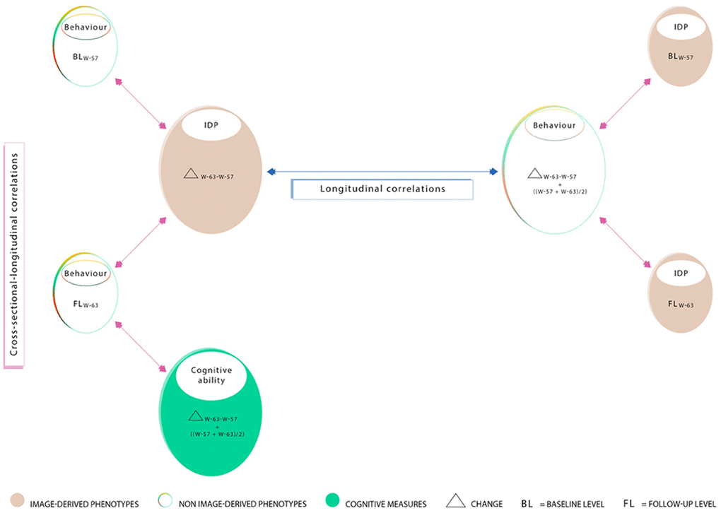 Summary of correlations computed between measures acquired at W-57 (baseline; BLW-57), W-63 (follow-up, FLW-63), their differences i.e. change (ΔW-63-W-57), and average ((ΔW-57+W-63)/2). Measured brain-imaging and behavioural variables from W-57 and W-63 are represented by smaller-sized ovals (1a-1d). Measures of change estimated using the difference between W-63 and W-57 and their averages are represented by larger-sized ovals (2a-2c). Ovals 1a and 1b represent 70 cross-sectional behavioural items and ovals 1c and 1d represent 453 cross-sectional IDPs. Ovals consisting of longitudinal variables (i.e. change and/or average scores) include 454 IDPs (2a), 114 behavioural items (2b), and 60 cognitive items (2c). In this study, we explore “cross-sectional longitudinal correlations” (pink arrows), and “longitudinal correlations” (blue arrow) using univariate and multivariate analyses. All correlations were adjusted for nuisance confounders motion (during MRI), age, and head size.