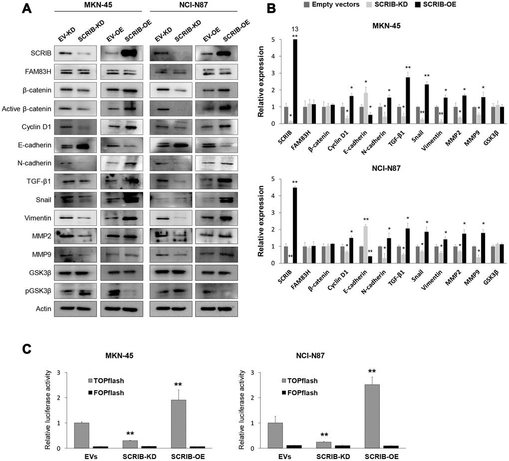 Western blot and quantitative reverse-transcription polymerase chain reaction after knock-down or overexpression of SCRIB in gastric cancer cells. (A) Western blot was performed for SCRIB, FAM83H, β-catenin, active β-catenin, cyclin D1, E-cadherin, N-cadherin, TGF-β1, snail, vimentin, MMP2, MMP9, GSK3β, phosphorylated GSK3β, and actin after knock-down or overexpression of SCRIB in MKN-45 and NCI-N87 gastric cancer cells. (B) Quantitative reverse-transcription polymerase chain reaction was performed for SCRIB, FAM83H, β-catenin, cyclin D1, E-cadherin, N-cadherin, TGF-β1, snail, vimentin, MMP2, MMP9, and GSK3β after knock-down or overexpression of SCRIB in MKN-45 and NCI-N87 gastric cancer cells. (C) TOPflash luciferase reporter assay was performed by transfecting TOPflash or FOPflash plasmid DNA with pRL-TK Renilla Luciferase plasmid DNA in MKN-45 and NCI-N87 cells with induction of knock-down or overexpression of SCRIB. *; P P 