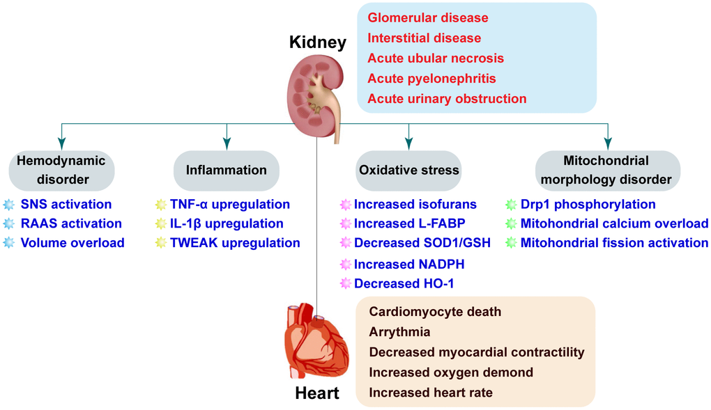 Pathophysiologic mechanisms underlying CRS-3. AKI is the initial insult in CRS-3 and has multiple potential etiologies. AKI may cause acute cardiac injury including heart failure, ischemia, and arrhythmia through both direct (e.g. SNS activation and RAAS) and indirect (e.g. volume overload, inflammation, oxidative stress, and mitochondrial dysfunction) effects.