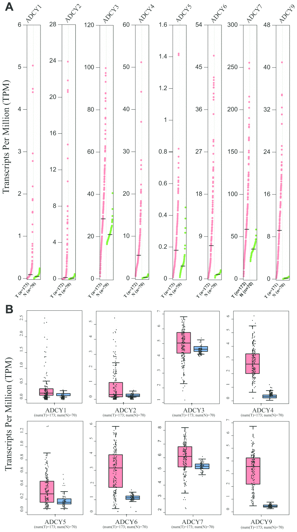 Expression of ADCYs in AML and normal samples (GEPIA). (A) The expression levels of ADCYs in AML compared with normal samples. (B) The TPM values of ADCYs in AML and normal samples. T represents AML samples and N represents normal samples.