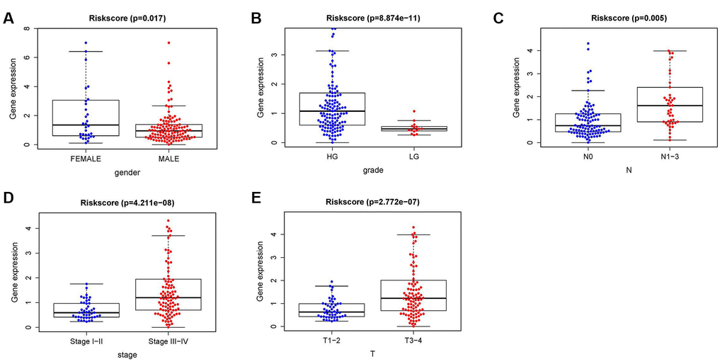 The relationships between the IRRS and different clinical features. Relationships between the IRRS and sex (A), tumor grade (B), N-stage (C), tumor staging (D) and T-stage (E).