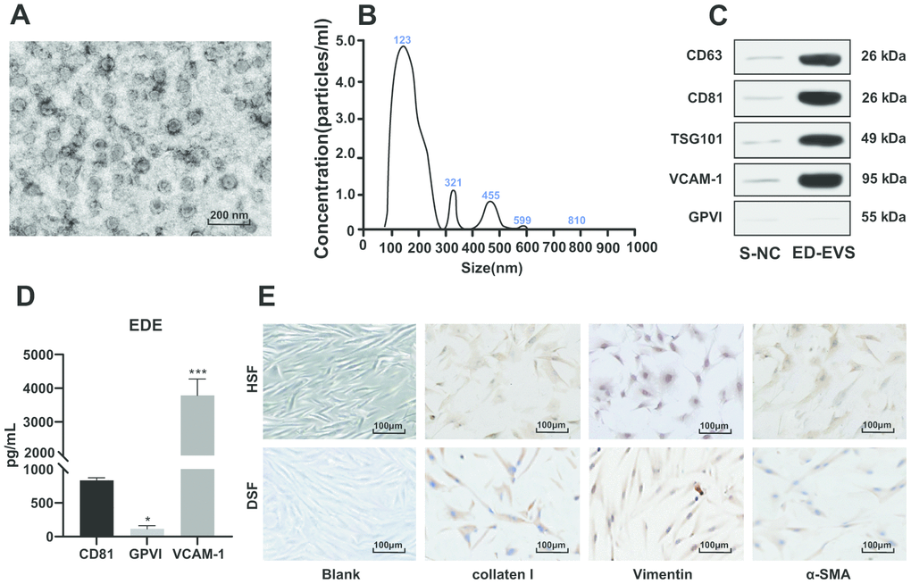 Identification of plasma ED-EVs and skin fibroblasts. (A) The morphology and size of EVs was observed by transmission electron microscope. (B) The nanoparticle tracking software showed that the average diameter of ED-EVs was 123 ± 8 nm, and the concentration was 5.2 × 107 particles/mL. (C) Western blot analysis showed that CD63, CD81, TSG101 and VCAM-1 were higher in plasma ED-EVs than those in S-NC, and GPVI was markedly low in both groups. S-NC is the supernatant after immunoprecipitation. (D) The amount of proteins carried in ED-EVs was quantified by ELISA; compared with CD81, * p p E) Collagen I and Vimentin were positive and α-SMA was weakly positive as immunocytochemistry indicated. Data in panel C were analyzed by two-way ANOVA, and in panel D were analyzed by one-way ANOVA, followed by Tukey's multiple comparisons test. Repetitions = 3.